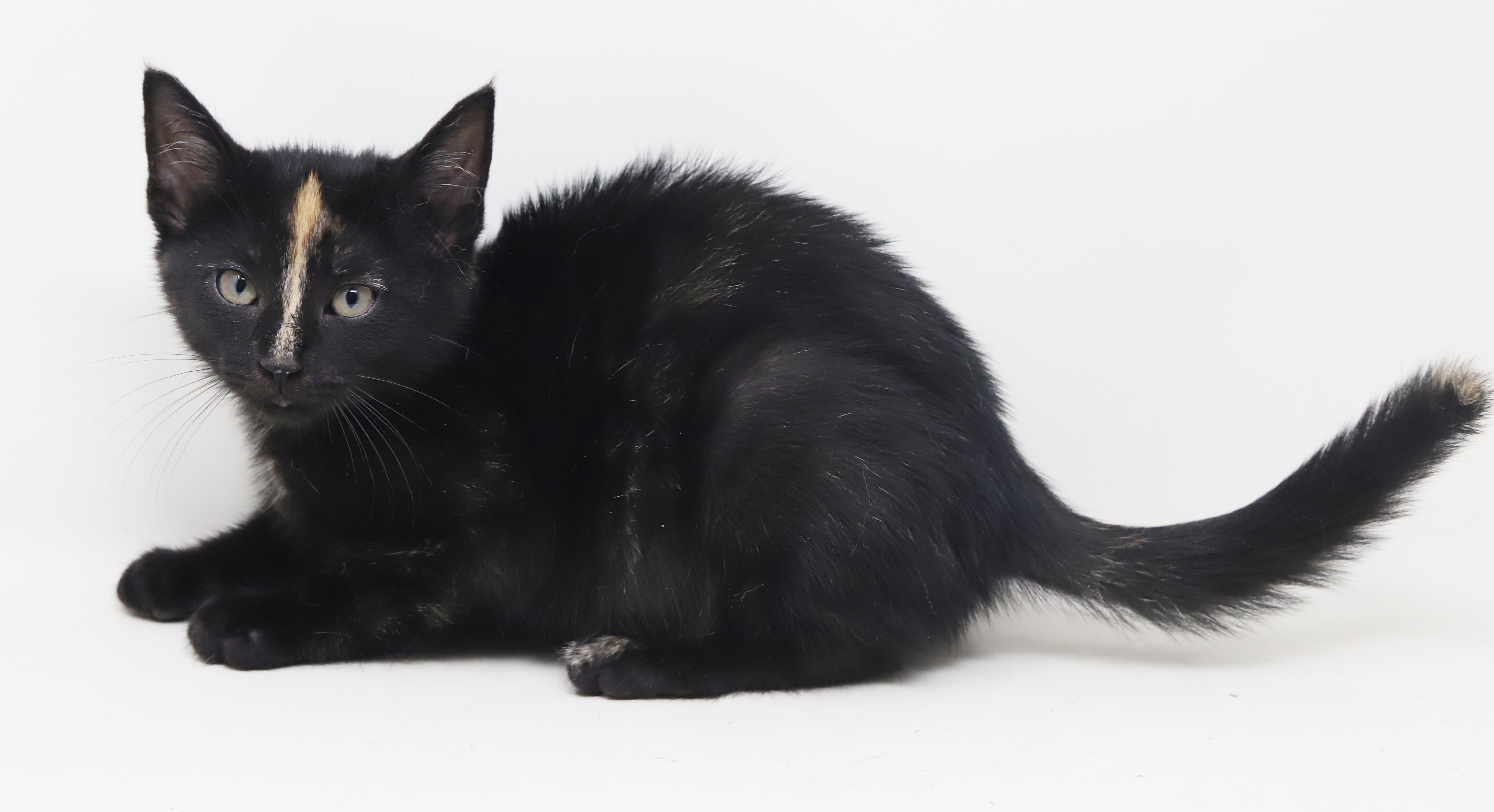Enlarge Kayla is so darn Kute - tiny angel with COOLEST nose stripe, a Adoptable mixed breed in Bedford Hills, NY image 3/6