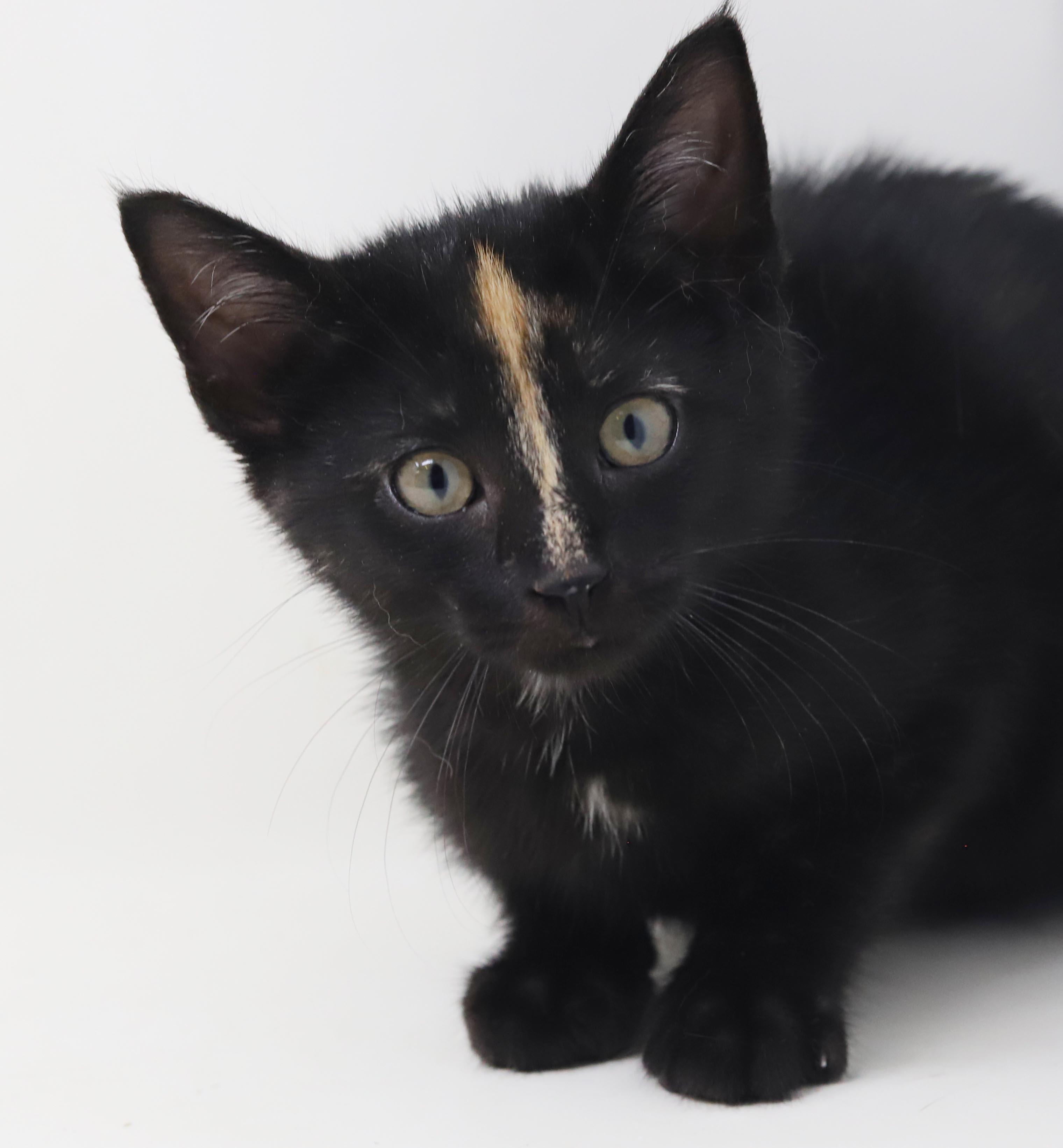 Kayla is so darn Kute - tiny angel with COOLEST nose stripe, Adoptable, Kitten Female Tortoiseshell & Tabby.