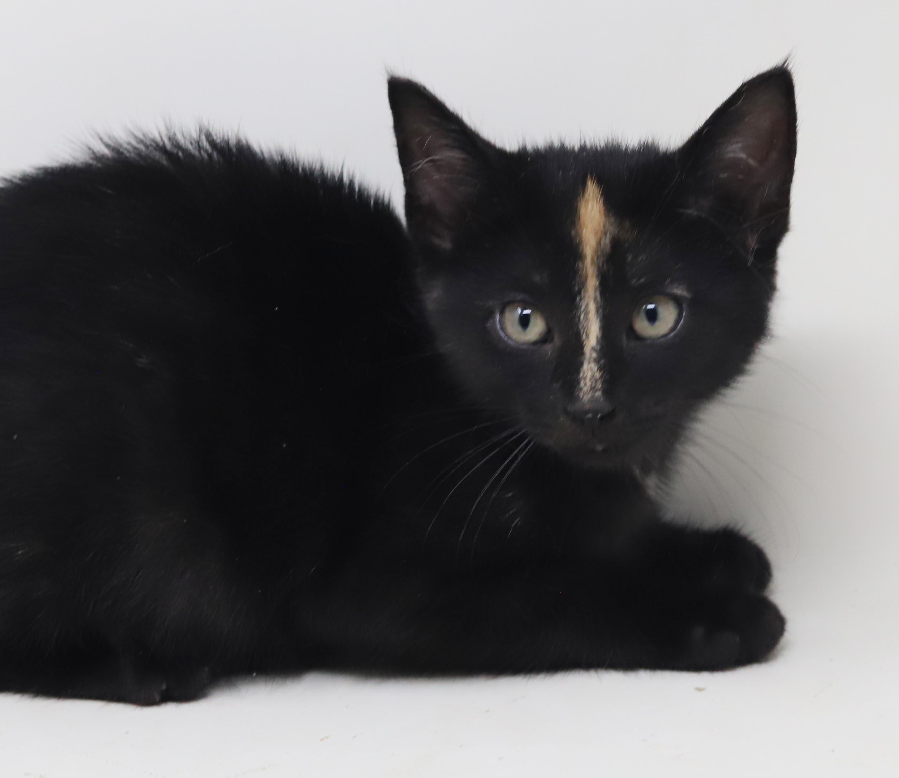 Enlarge Kayla is so darn Kute - tiny angel with COOLEST nose stripe, a Adoptable mixed breed in Bedford Hills, NY image 2/6