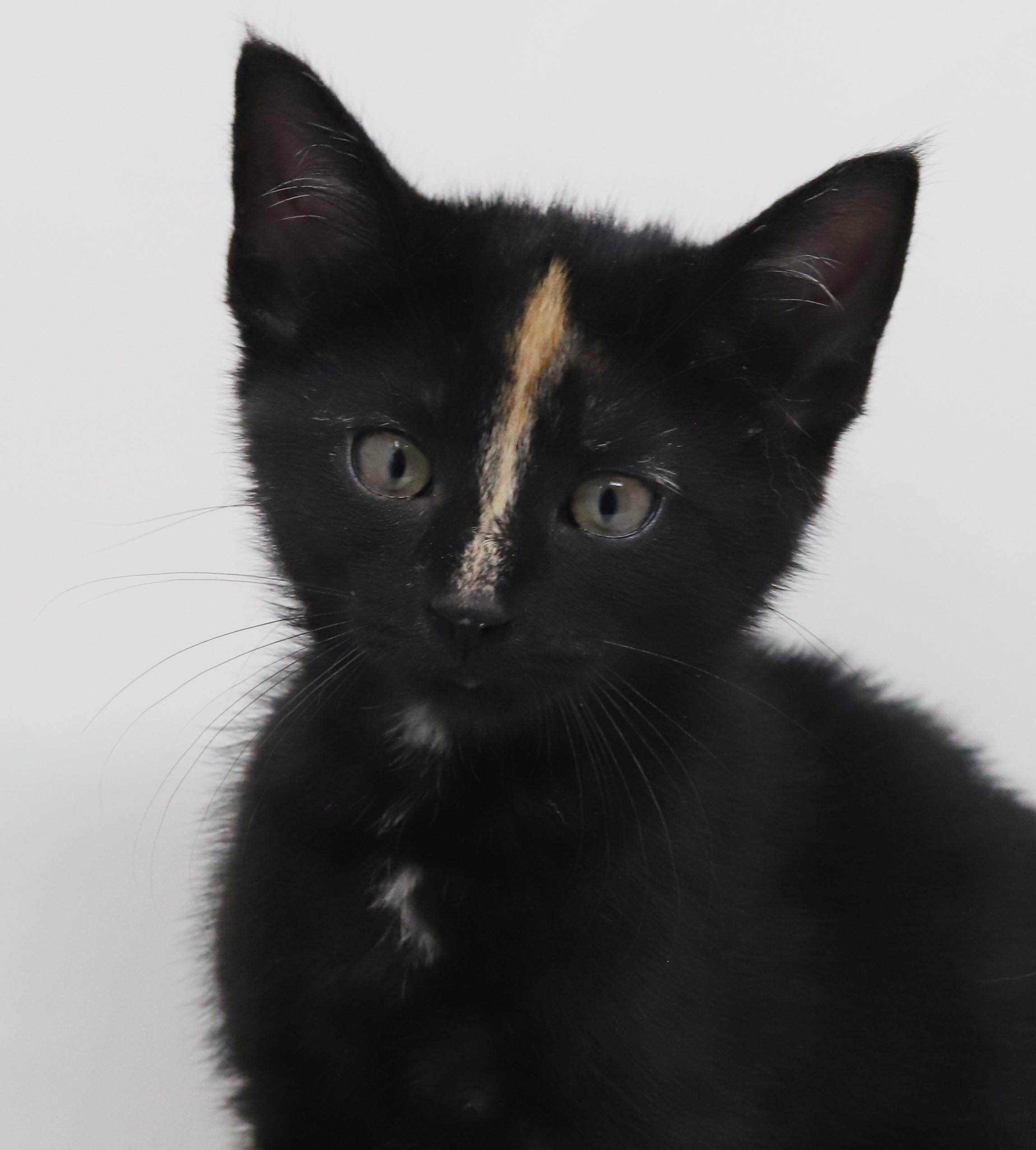 Enlarge Kayla is so darn Kute - tiny angel with COOLEST nose stripe, a Adoptable mixed breed in Bedford Hills, NY image 6/6
