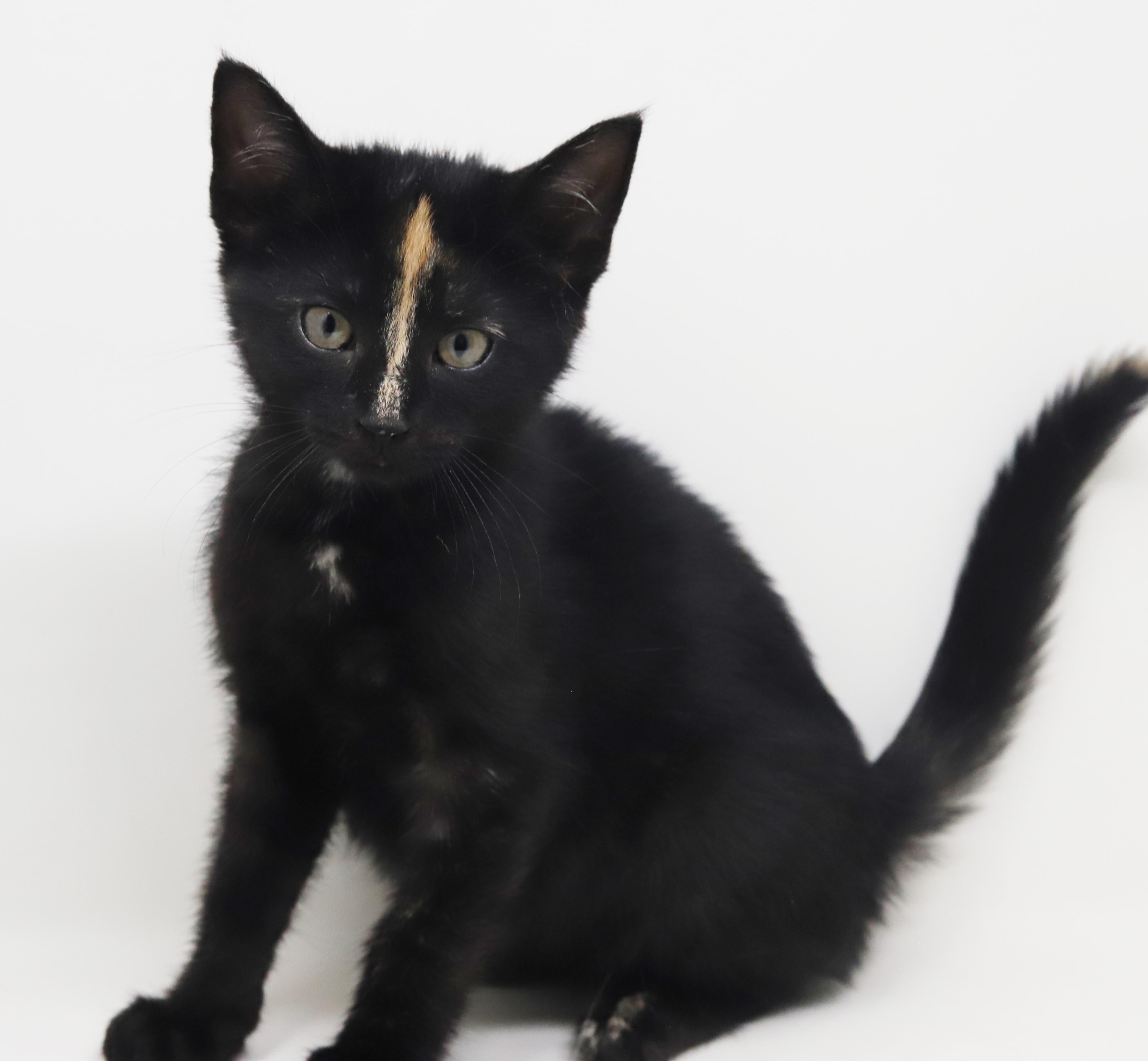 Enlarge Kayla is so darn Kute - tiny angel with COOLEST nose stripe, a Adoptable mixed breed in Bedford Hills, NY image 4/6
