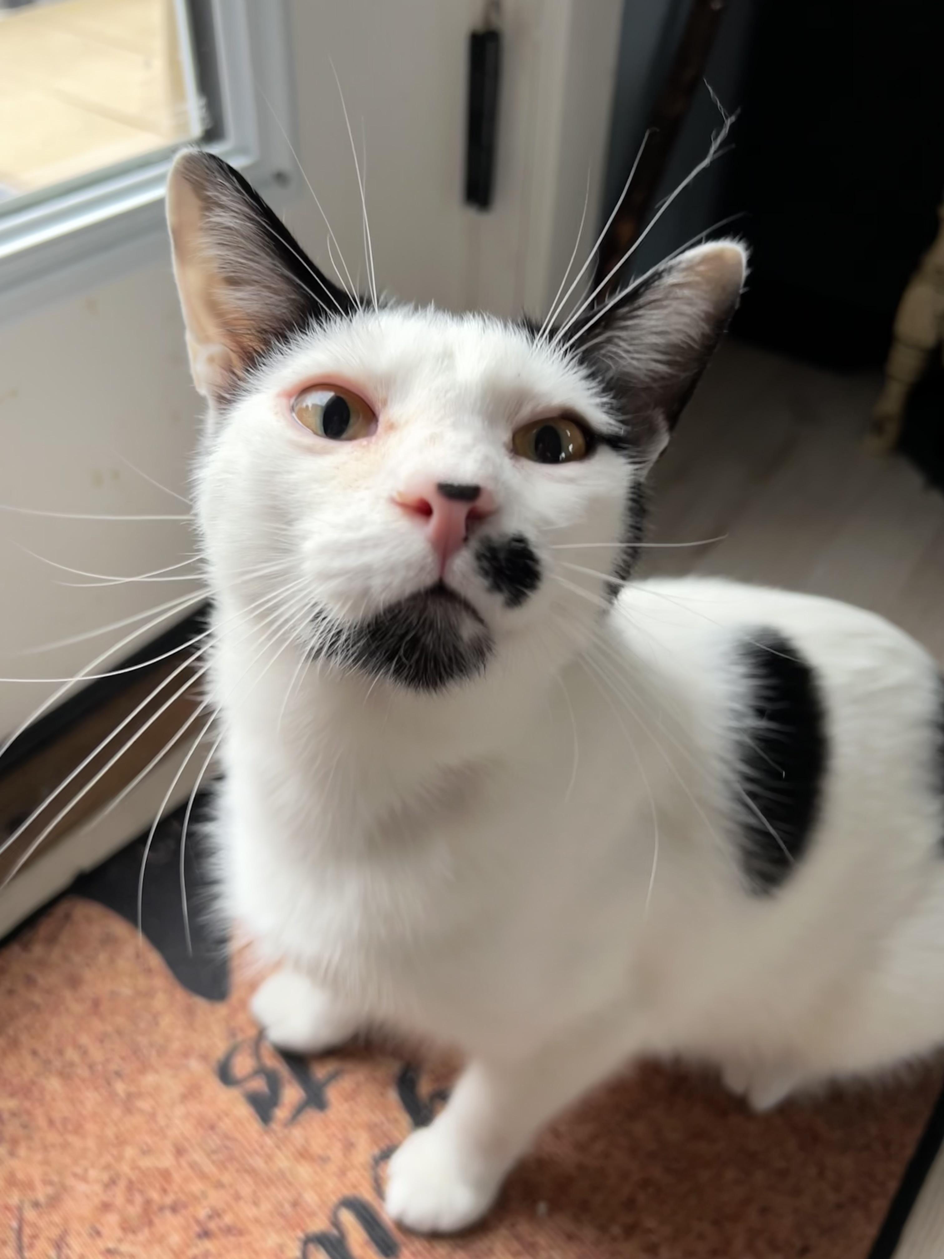 Dickens, a ADOPTABLE Domestic Short Hair in Grand Rapids, MI image 1/6