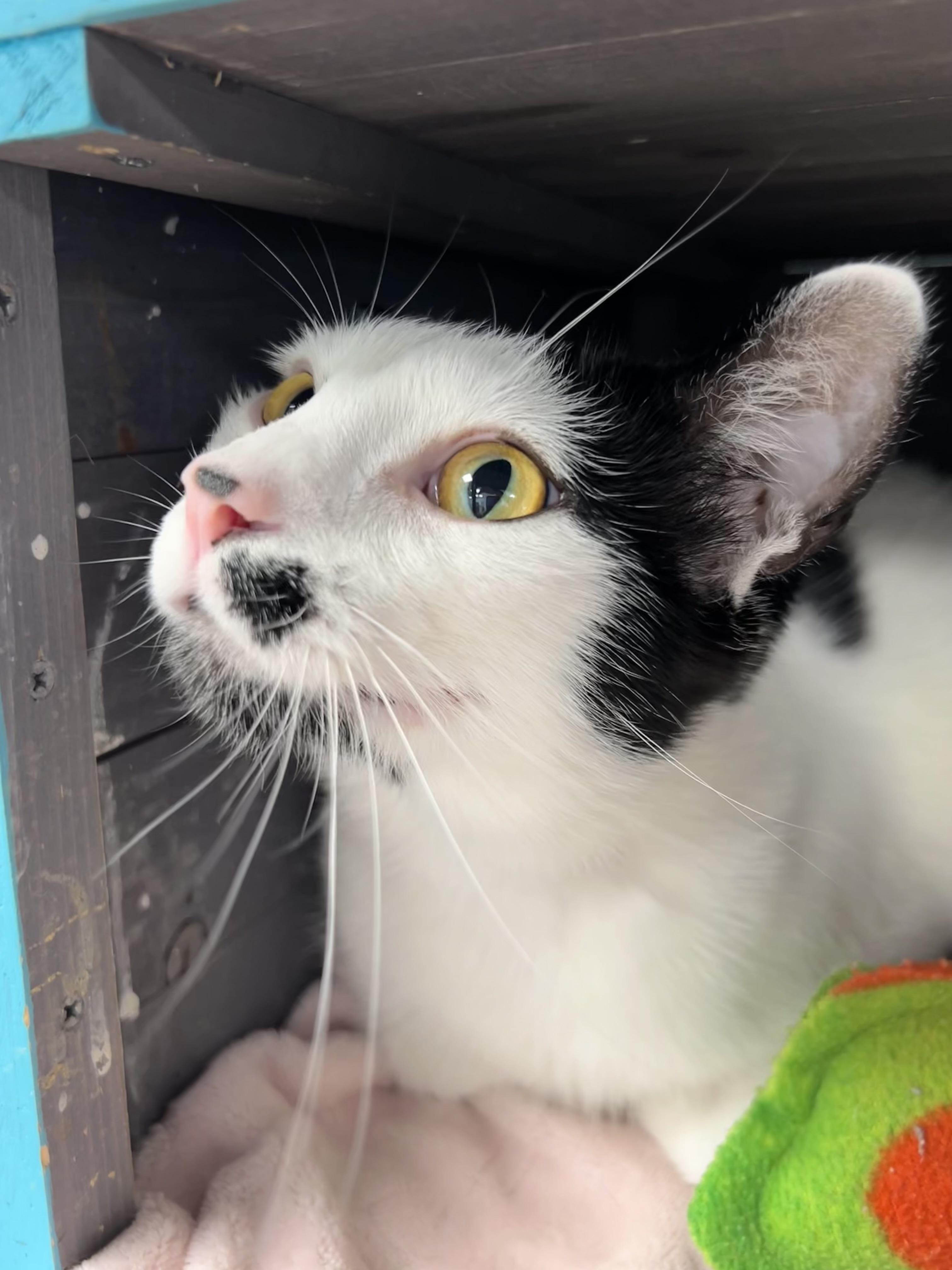 Dickens, a ADOPTABLE Domestic Short Hair in Grand Rapids, MI image 1/6