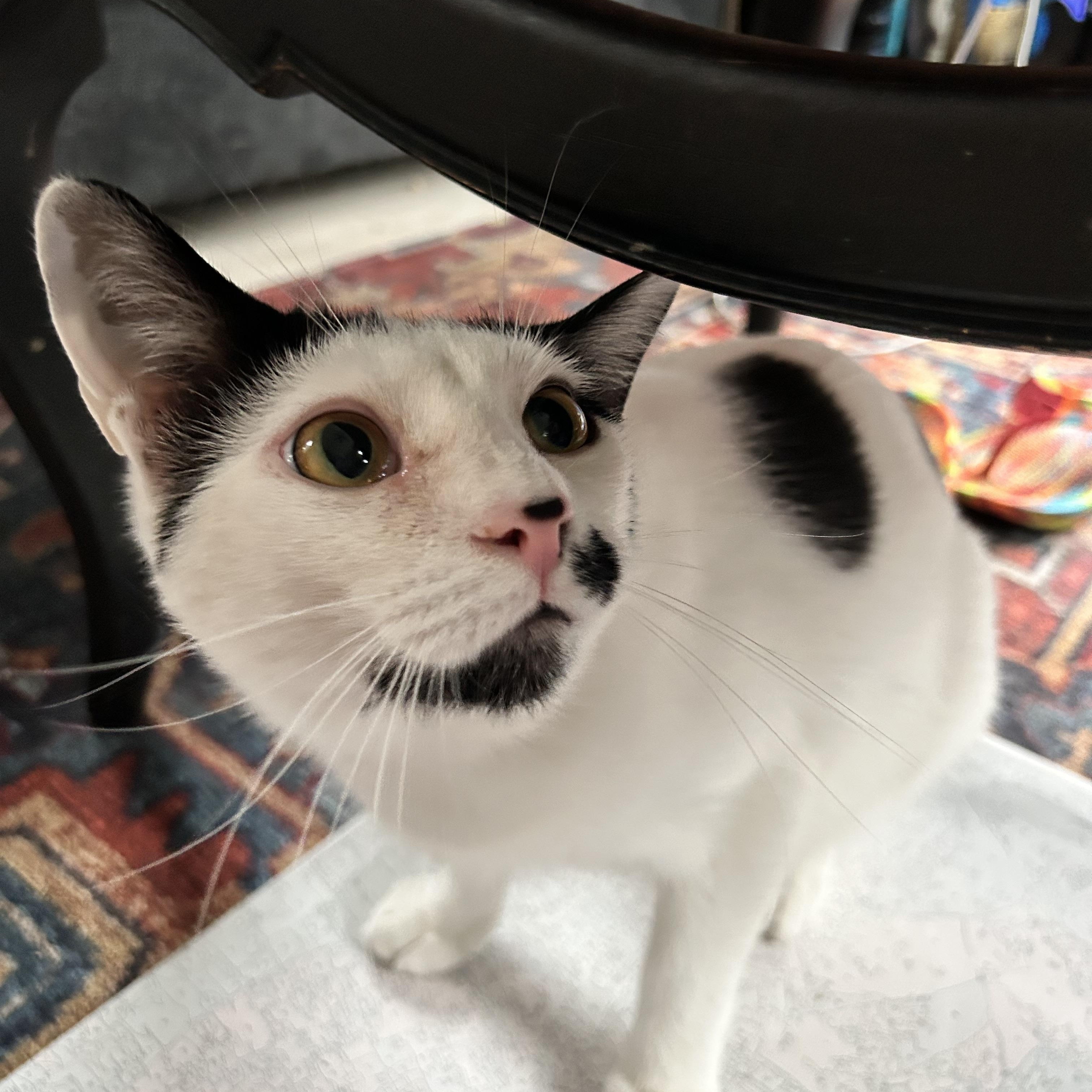 Dickens, a ADOPTABLE Domestic Short Hair in Grand Rapids, MI image 5/6