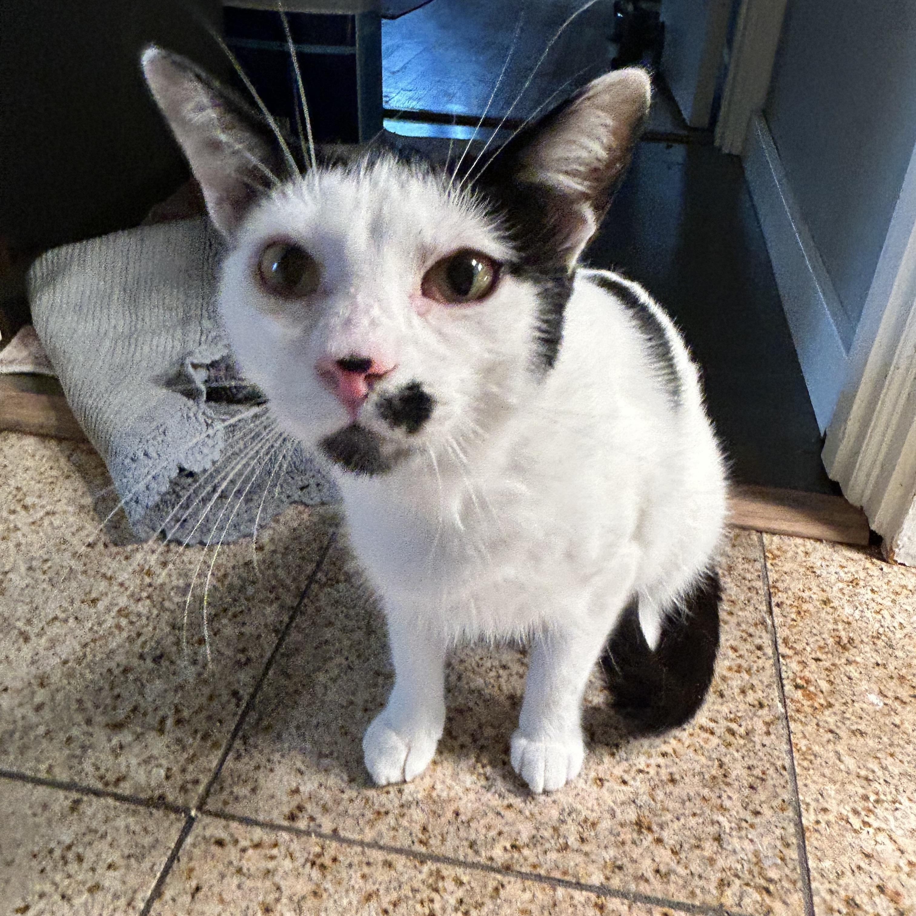 Dickens, a ADOPTABLE Domestic Short Hair in Grand Rapids, MI image 4/6
