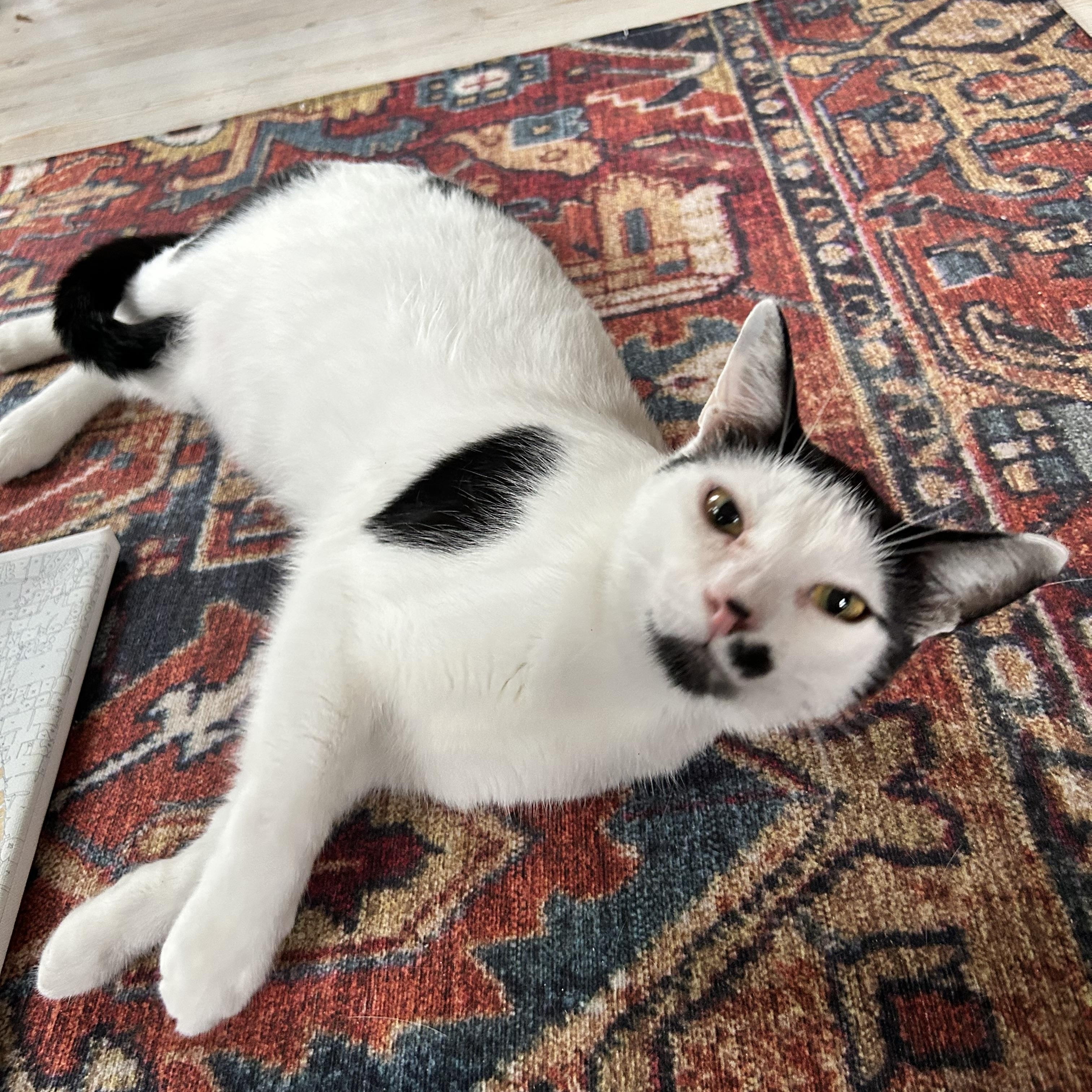 Dickens, a ADOPTABLE Domestic Short Hair in Grand Rapids, MI image 6/6