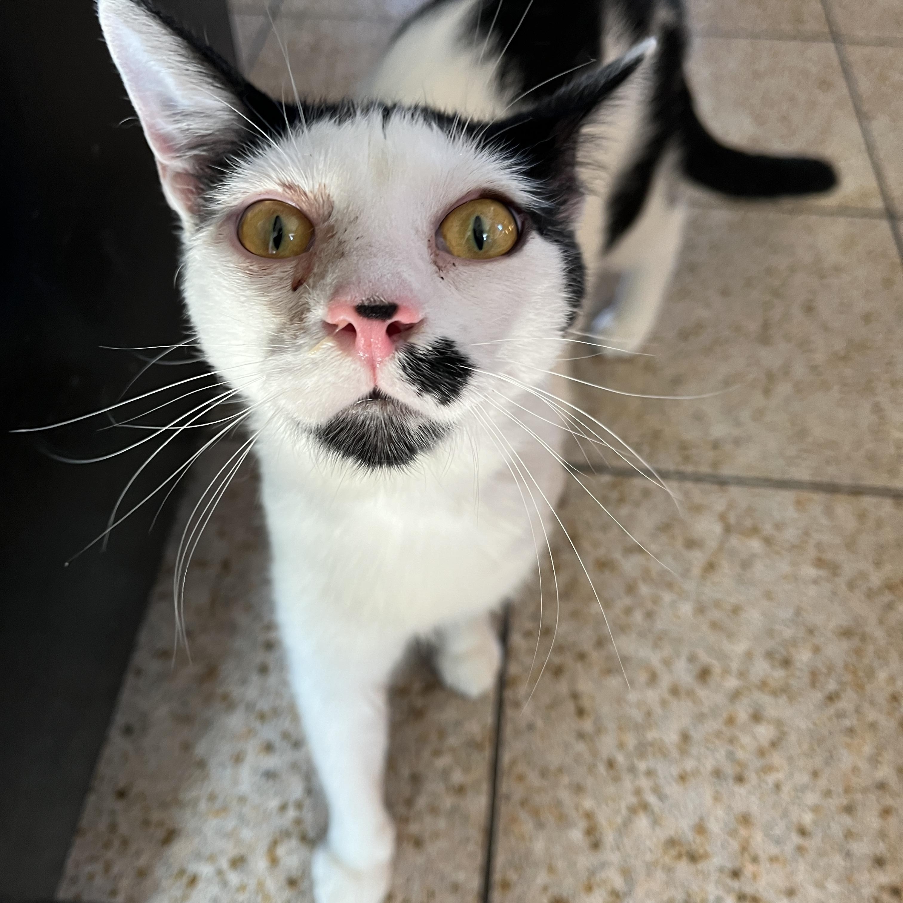 Enlarge Dickens, a ADOPTABLE Domestic Short Hair in Grand Rapids, MI image 2/6