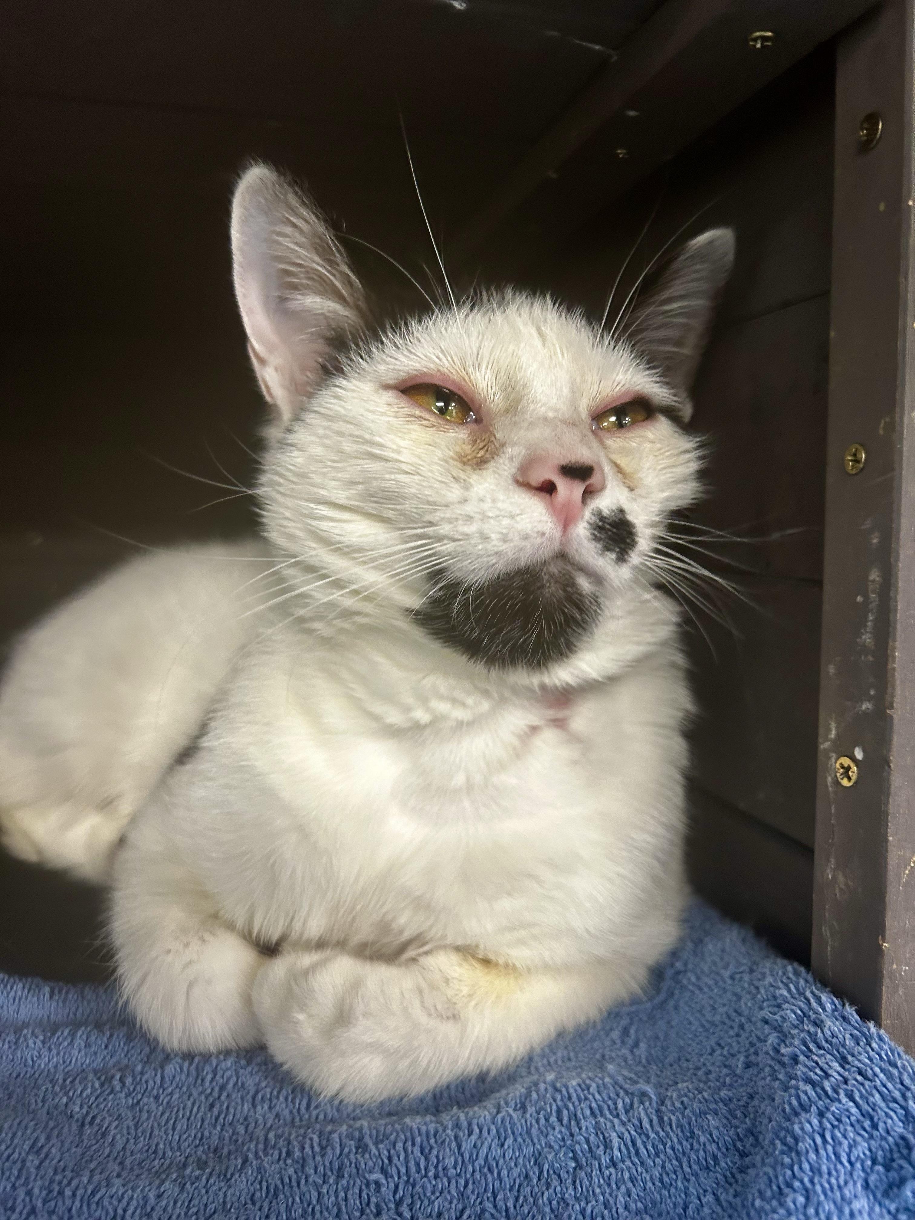Dickens, ADOPTABLE, Young Male Domestic Short Hair.