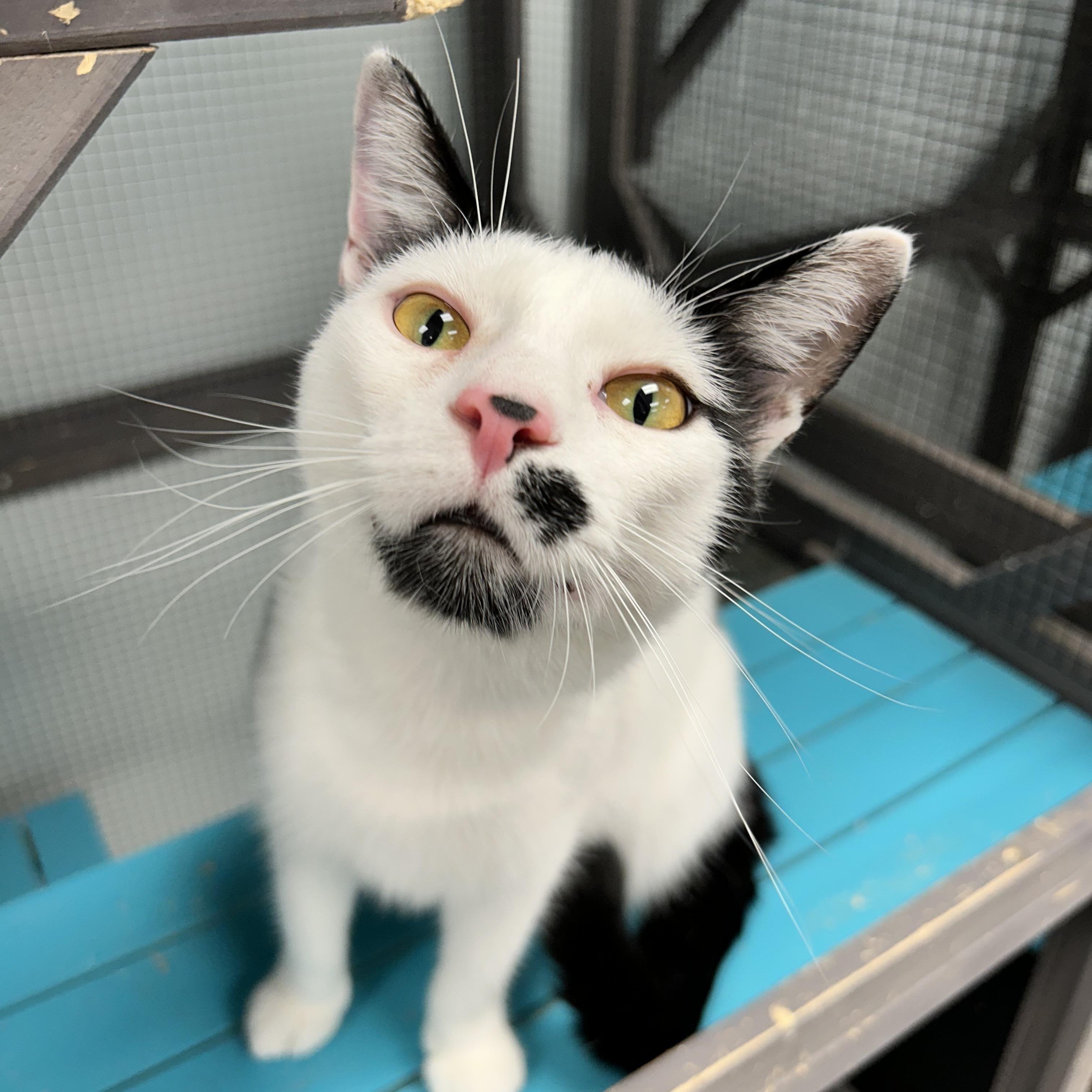 Dickens, Adoptable, Young Male Domestic Short Hair.