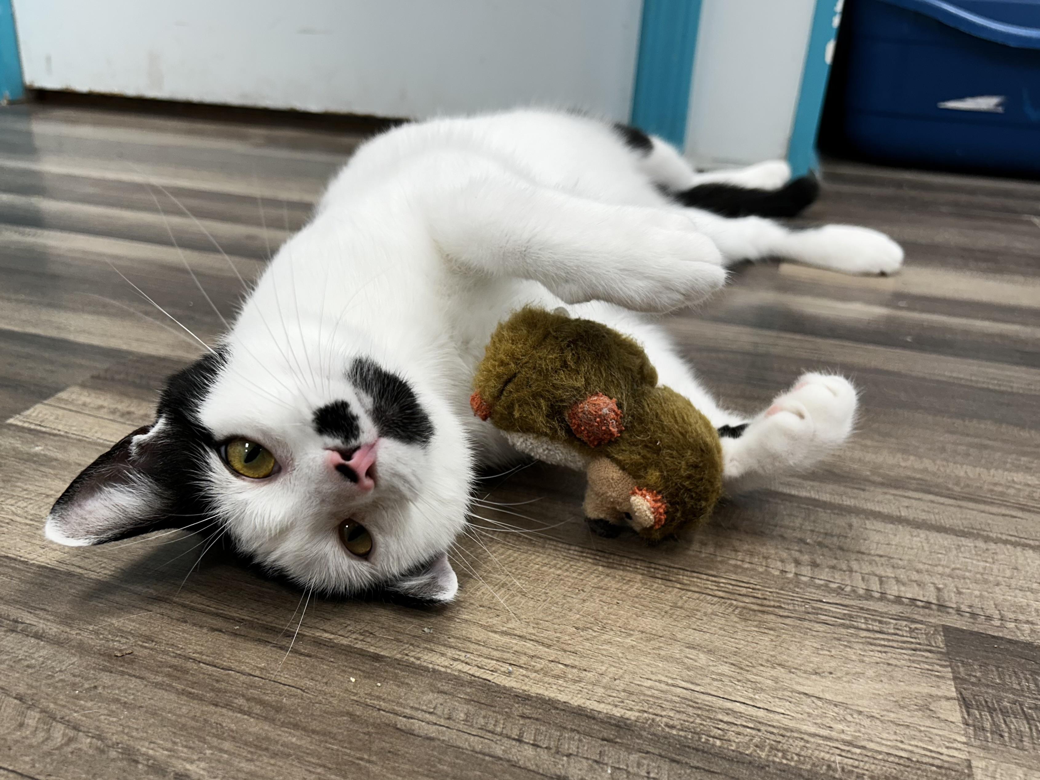 Enlarge Dickens, a Adoptable Domestic Short Hair in Grand Rapids, MI image 6/6