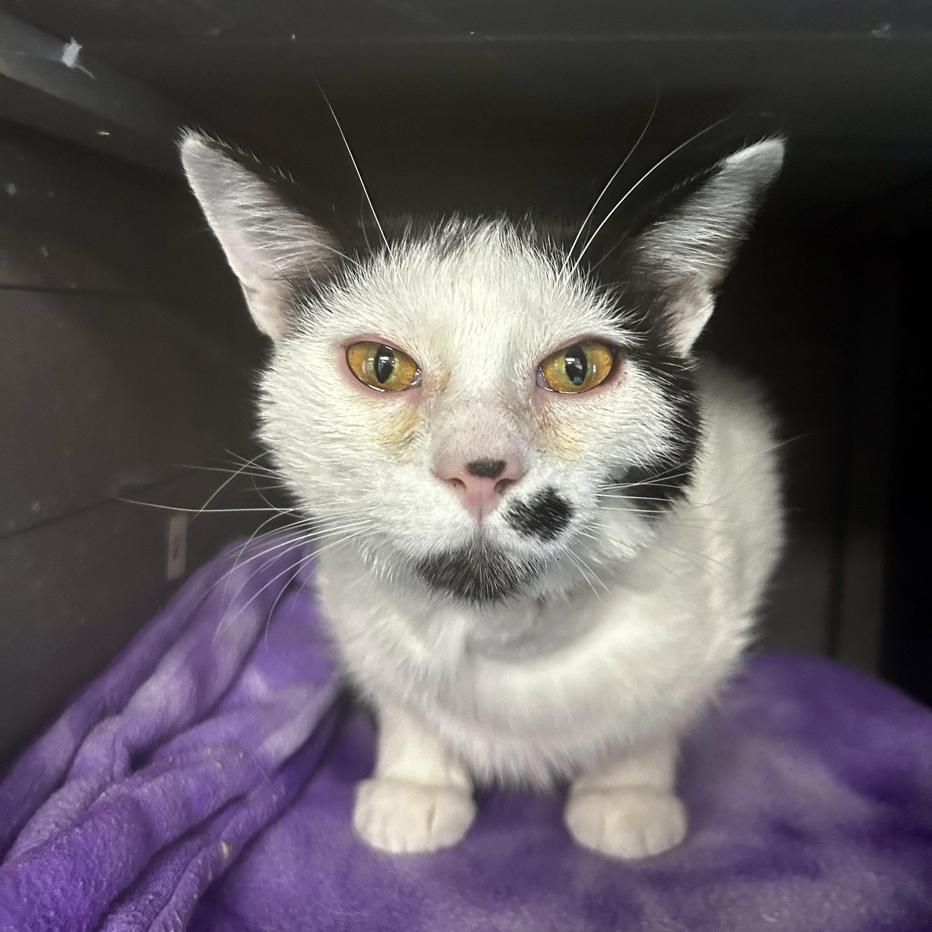 Enlarge Dickens, a ADOPTABLE Domestic Short Hair in Grand Rapids, MI image 3/6