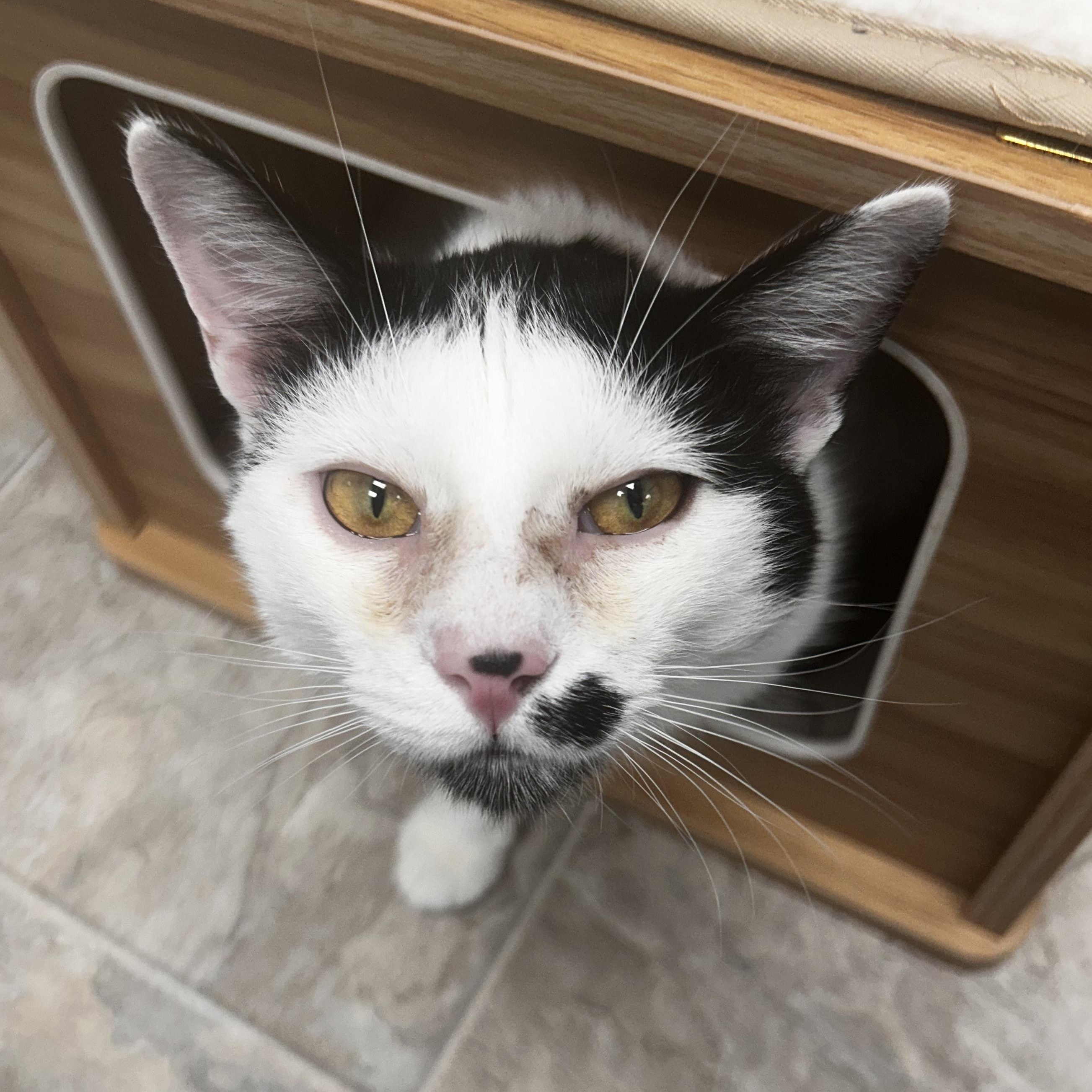 Enlarge Dickens, a ADOPTABLE Domestic Short Hair in Grand Rapids, MI image 1/6
