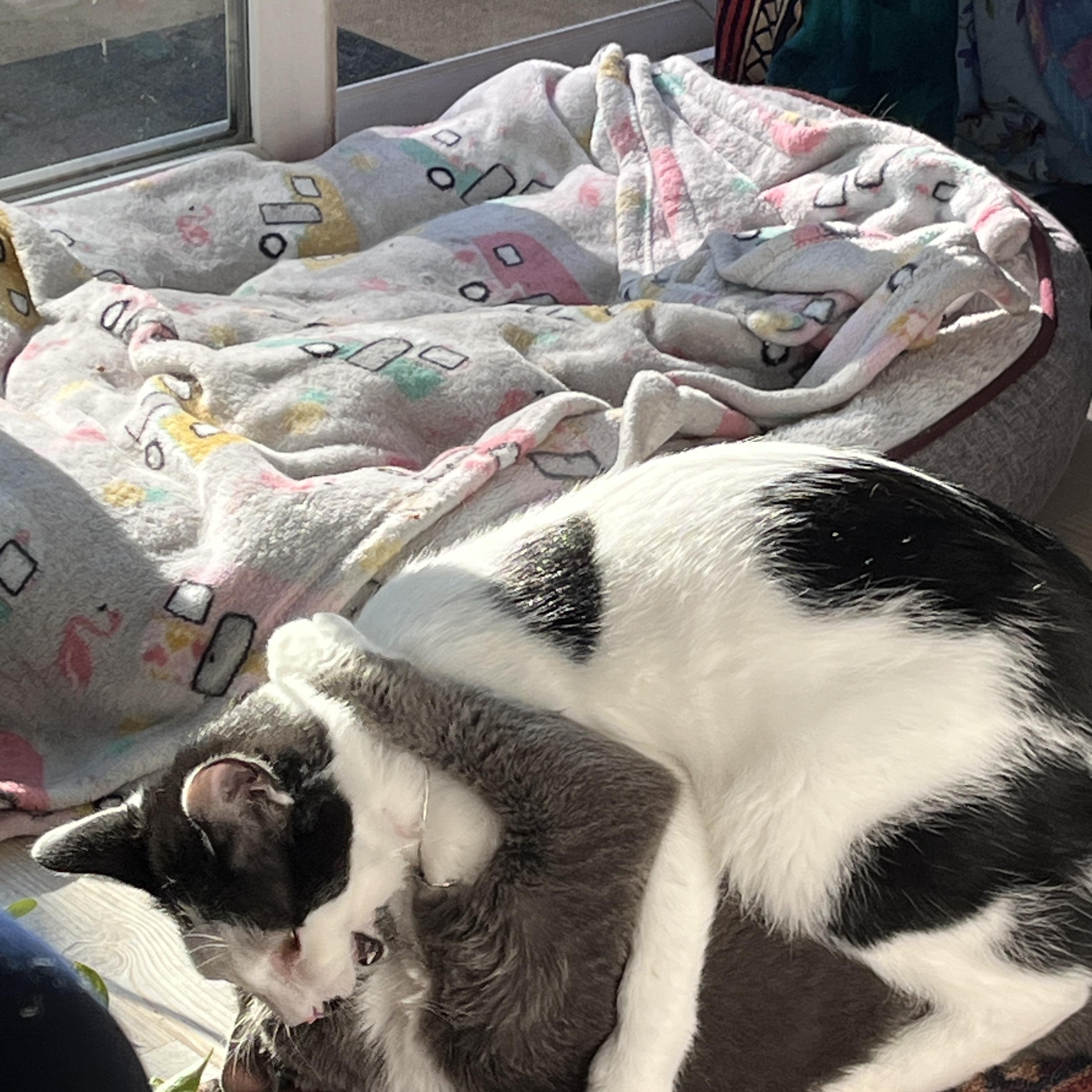 Enlarge Dickens, a ADOPTABLE Domestic Short Hair in Grand Rapids, MI image 5/6