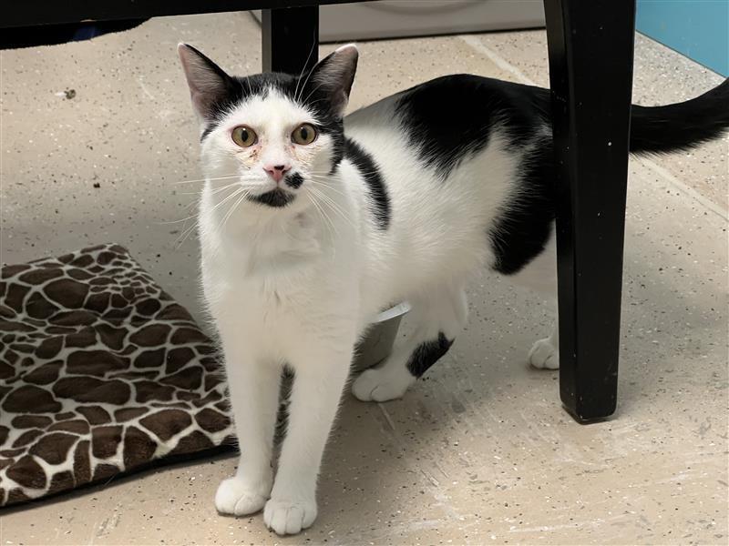 Enlarge Dickens, a ADOPTABLE Domestic Short Hair in Grand Rapids, MI image 4/6