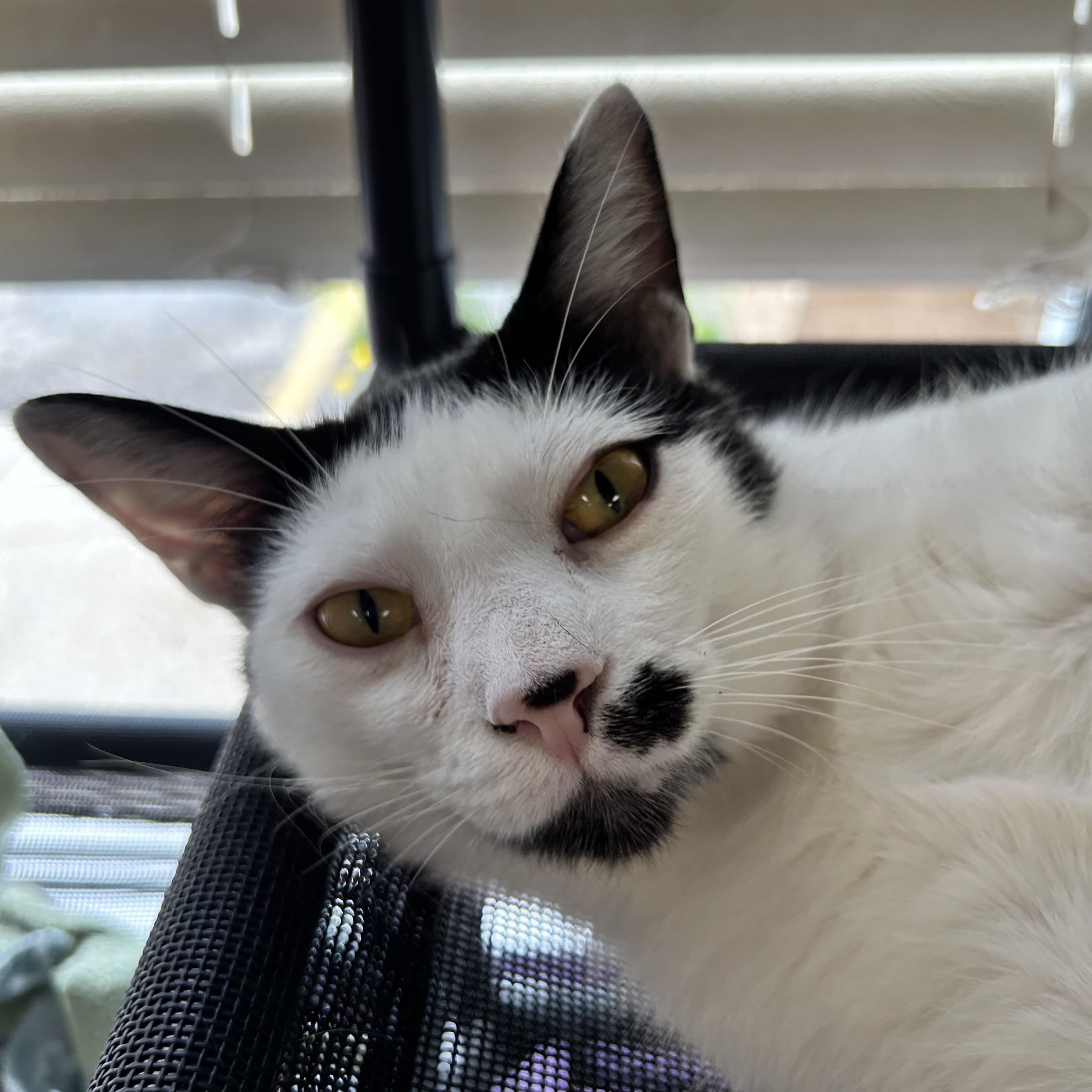 Dickens, a ADOPTABLE Domestic Short Hair in Grand Rapids, MI image 6/6