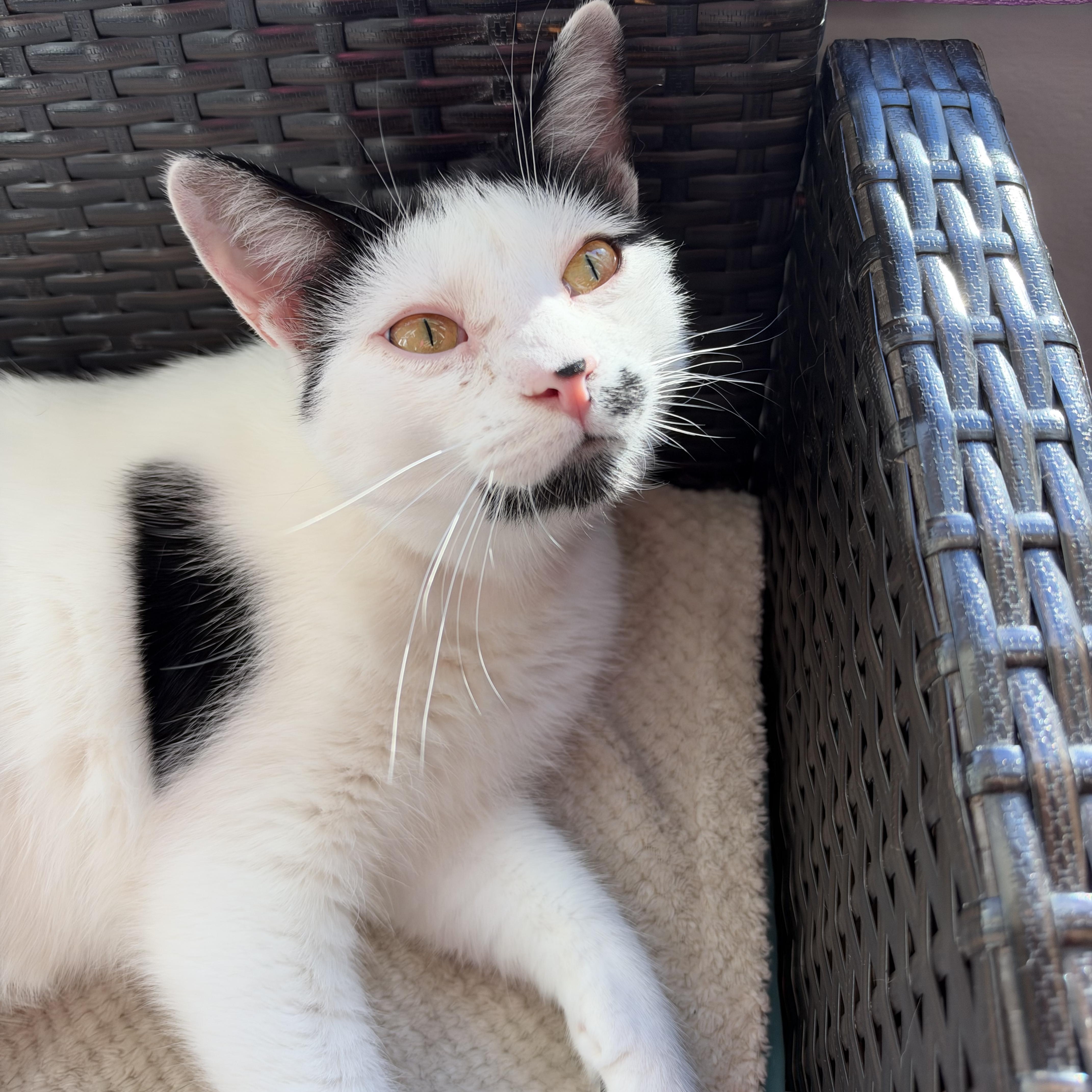 Dickens - ADOPTION PENDING, Adoptable, Young Male Domestic Short Hair.