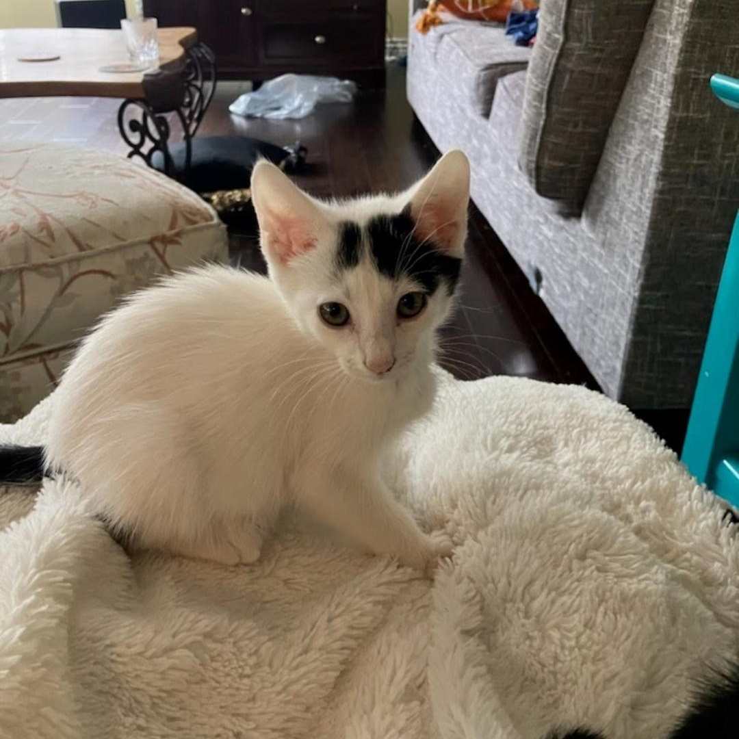 Enlarge Chorizo, a Adoptable Domestic Short Hair in HUNTINGTON BEACH, CA image 2/4