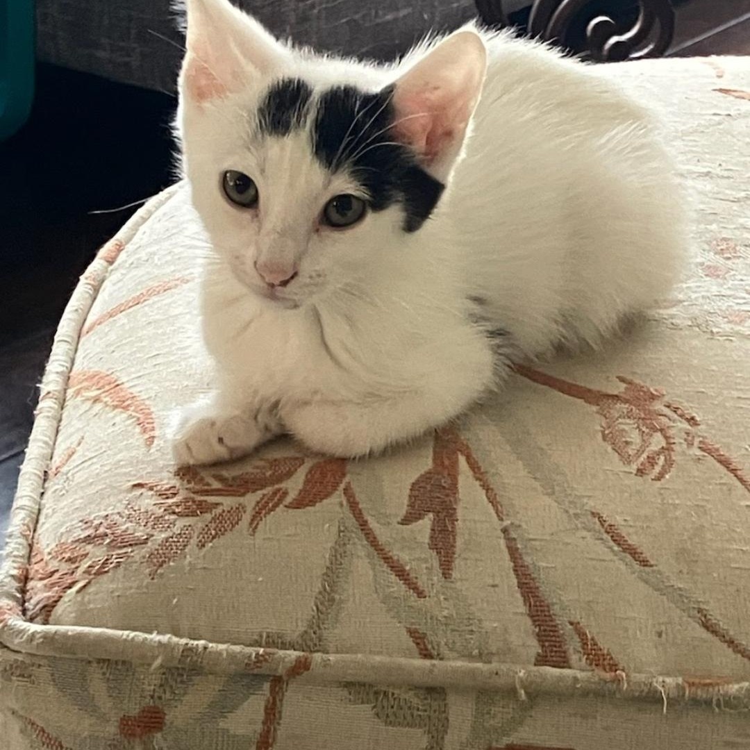 Chorizo, Adoptable, Kitten Male Domestic Short Hair.