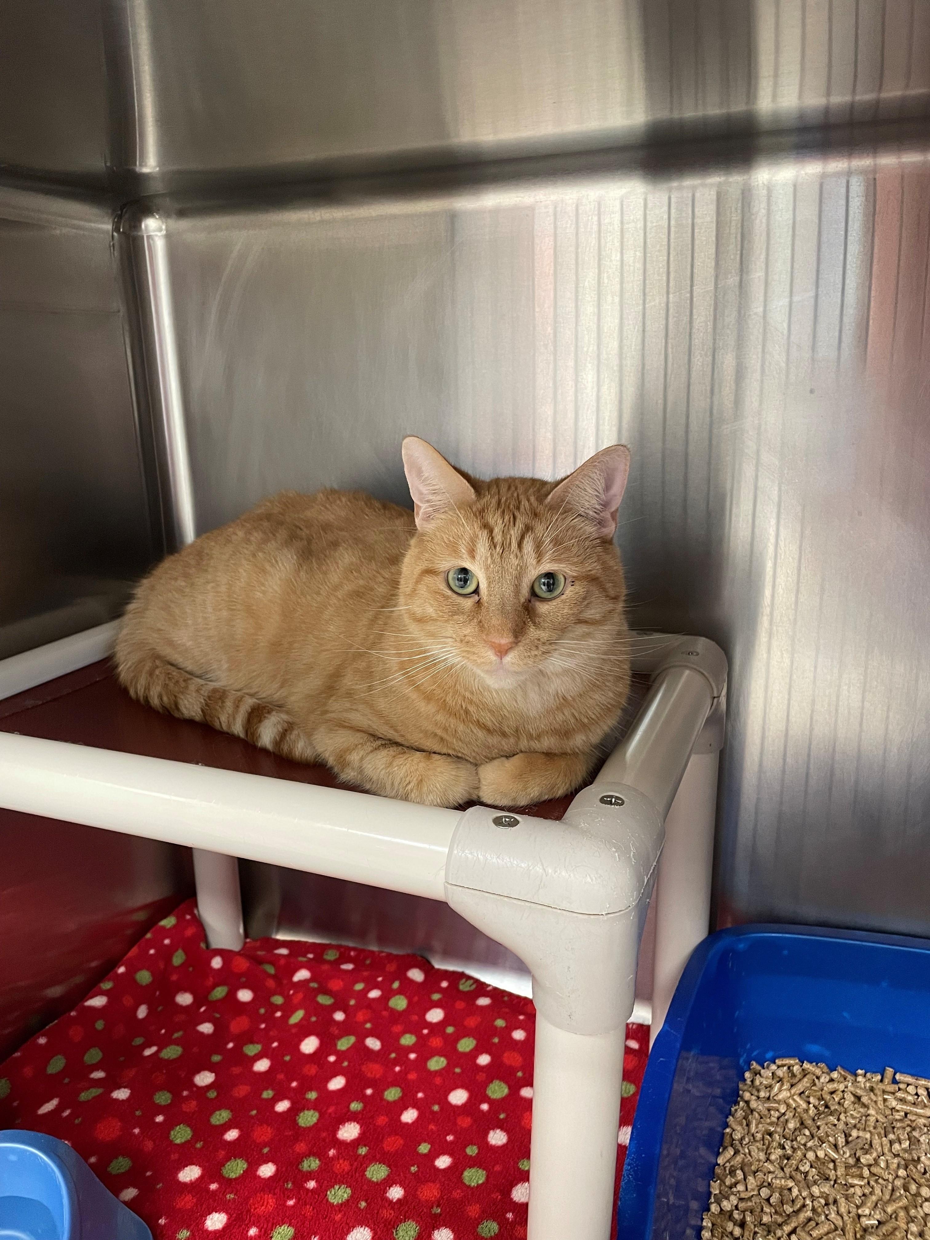 Enlarge Fatboi, a Adoptable Domestic Short Hair in Benton Harbor, MI image 1/1