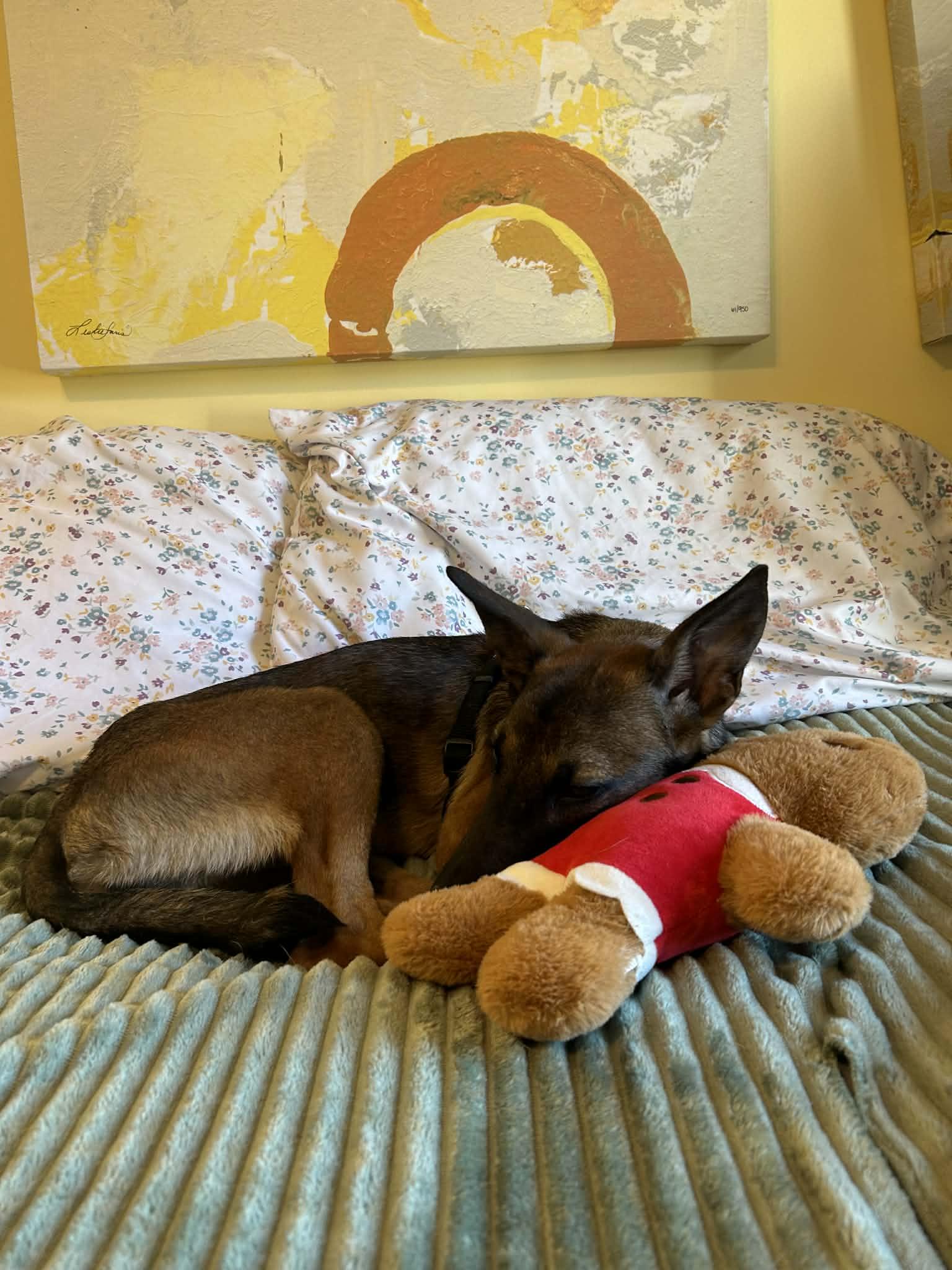 Enlarge Callie, a Adoptable mixed breed in Pawtucket, RI image 5/6