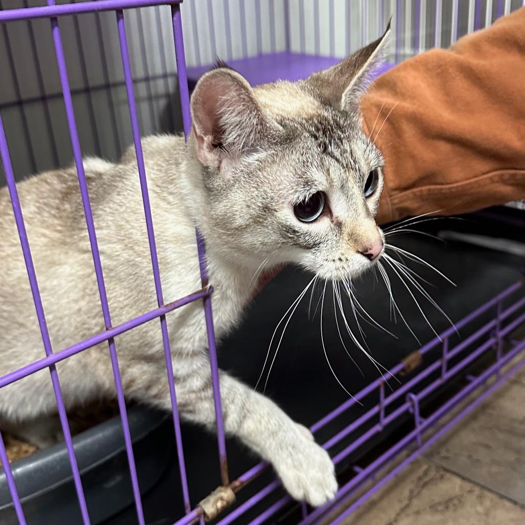 Enlarge Plumeria, a Adoptable Domestic Short Hair in Priest River, ID image 1/1