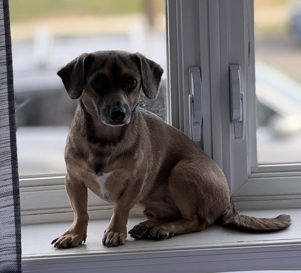 Enlarge Spruce, a Adoptable mixed breed in Oakhurst, NJ image 1/3