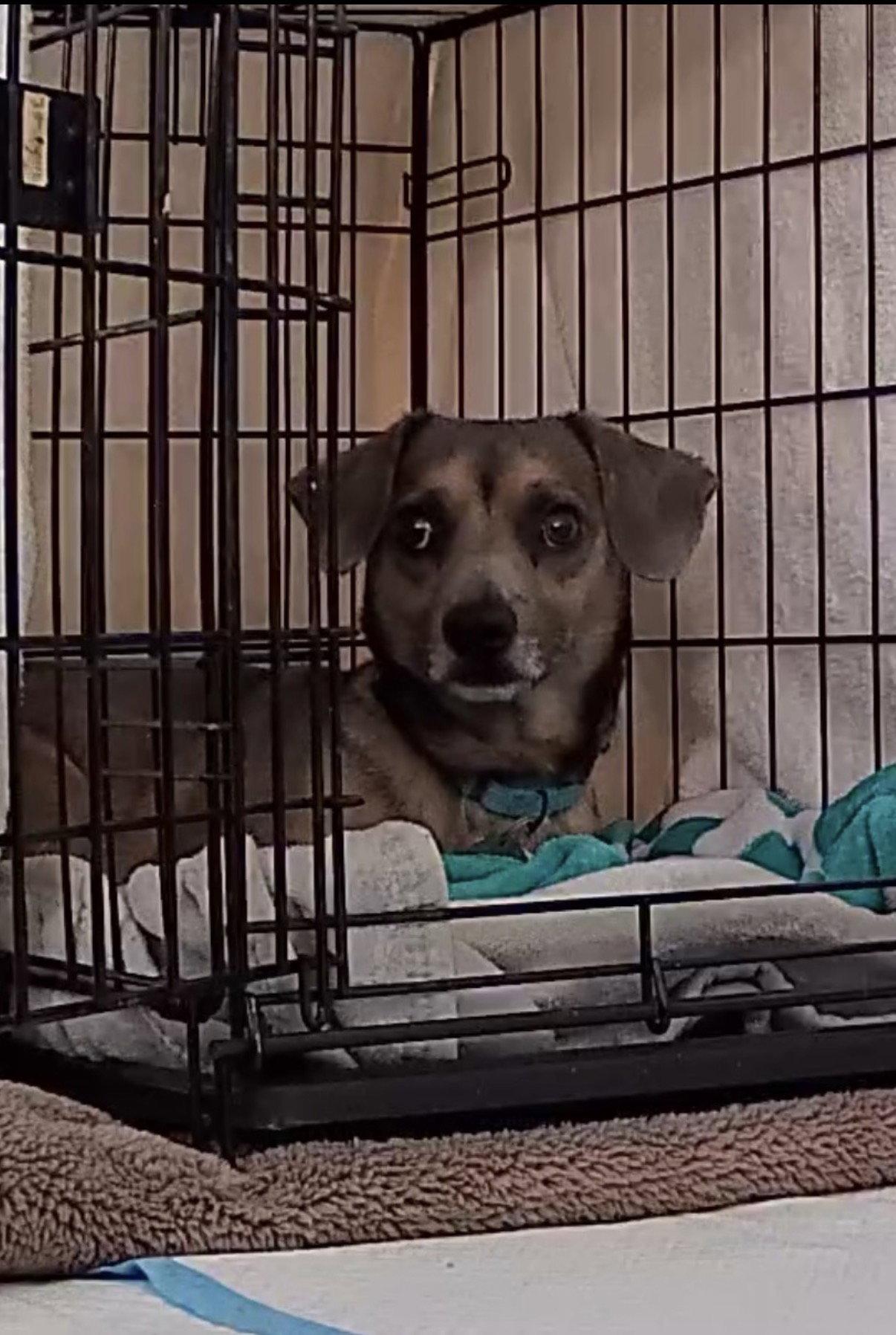 Spruce, Adoptable, Young Male Dachshund & Chihuahua.