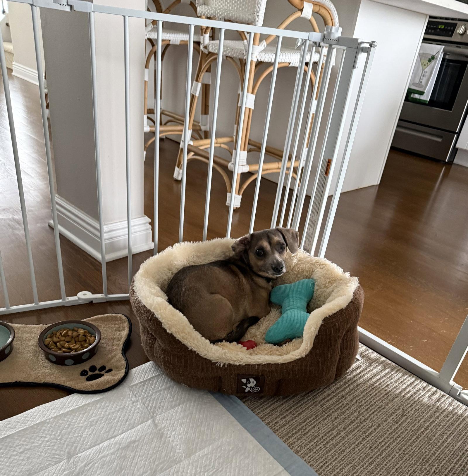 Spruce, a Adoptable mixed breed in Oakhurst, NJ image 2/3