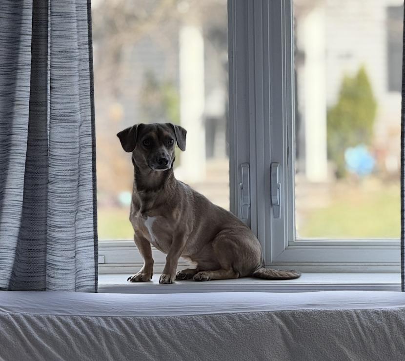 Enlarge Spruce, a Adoptable mixed breed in Oakhurst, NJ image 2/3