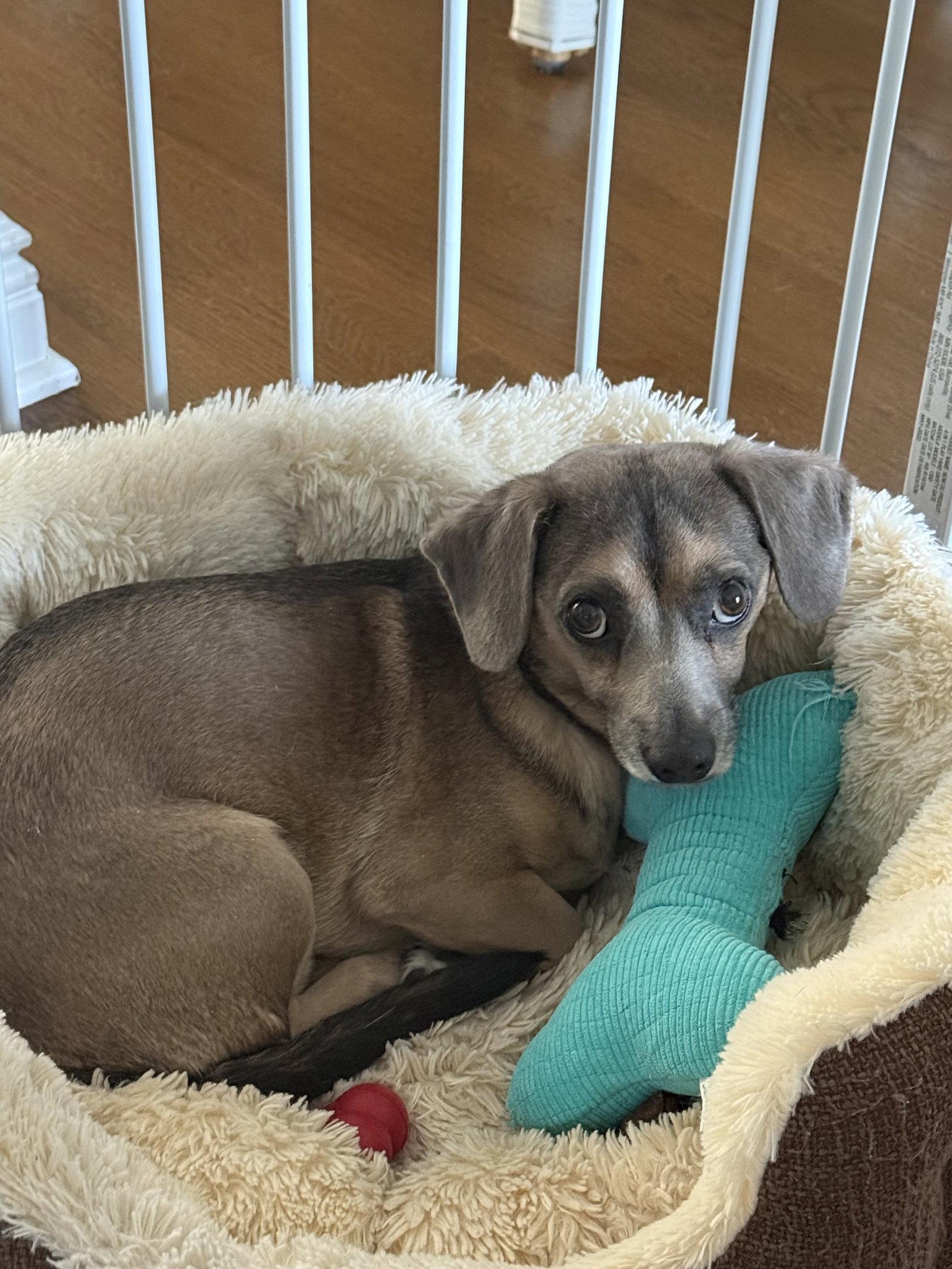 Spruce, a Adoptable mixed breed in Oakhurst, NJ image 3/3