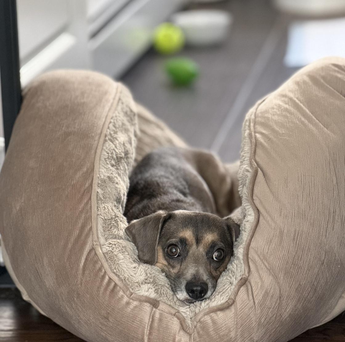 Enlarge Spruce, a Adoptable mixed breed in Oakhurst, NJ image 3/3