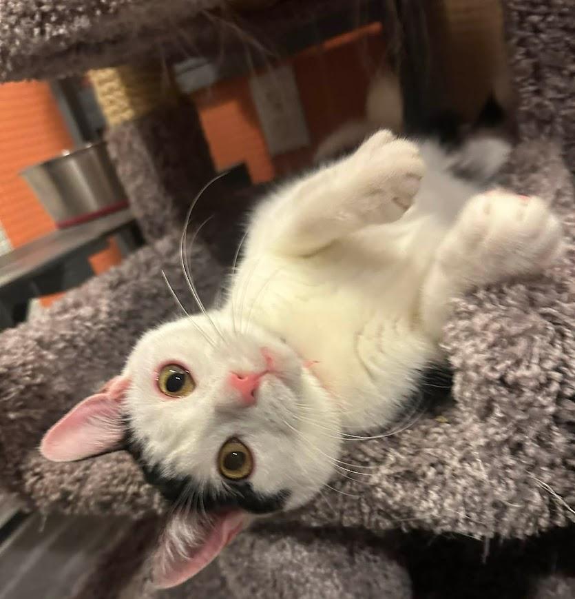Enlarge LaPorta (coming soon!), an adopted Domestic Short Hair in Kalamazoo, MI image 3/3