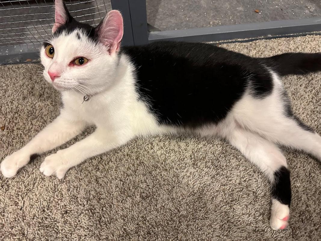 Enlarge LaPorta (coming soon!), an adopted Domestic Short Hair in Kalamazoo, MI image 2/3