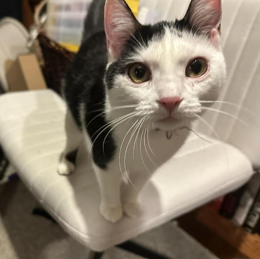 Enlarge LaPorta (coming soon!), an adopted Domestic Short Hair in Kalamazoo, MI image 1/3