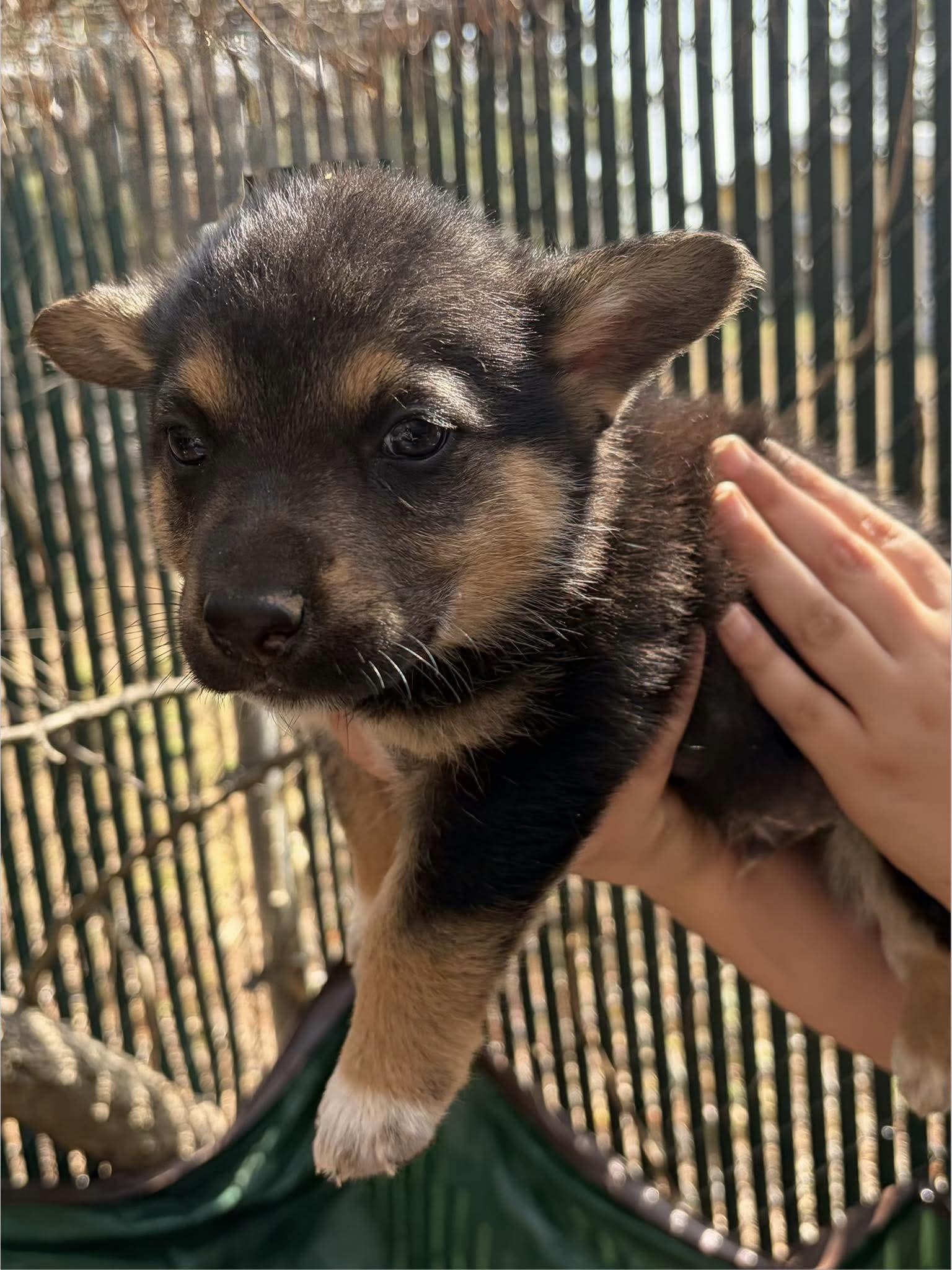 Enlarge Fromage, a Adoptable mixed breed in New Baltimore, MI image 2/2