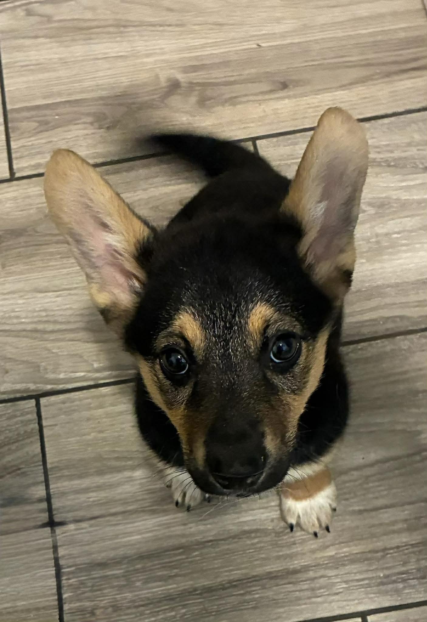 Enlarge Fromage, a Adoptable mixed breed in New Baltimore, MI image 1/2