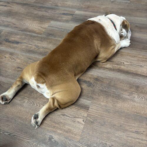 Bentley, Adoptable, Adult Male English Bulldog.