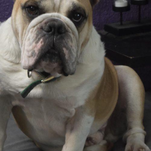 Enlarge Bentley, a Adoptable English Bulldog in Fishers, IN image 2/4