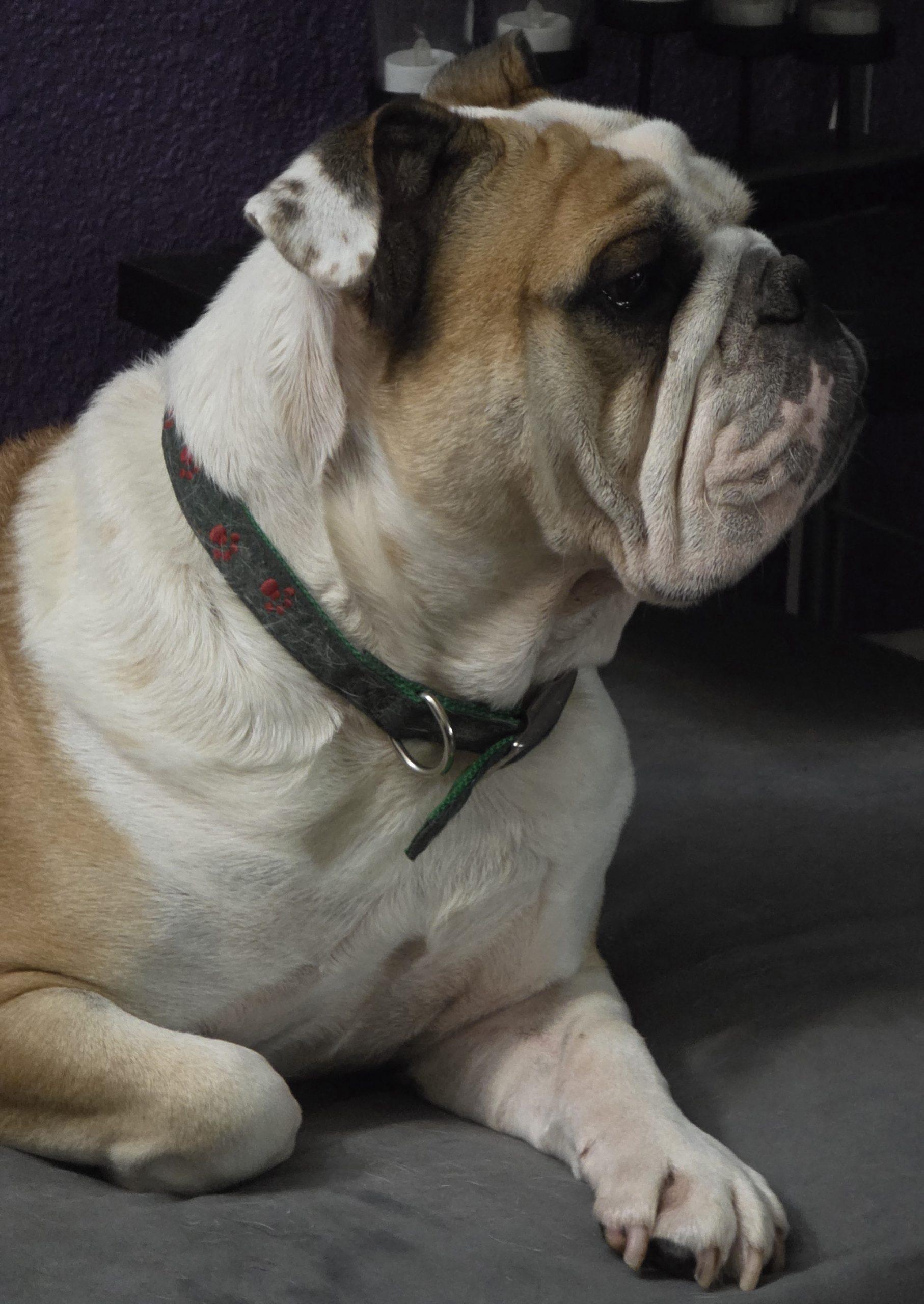 Enlarge Bentley, a Adoptable English Bulldog in Fishers, IN image 3/4