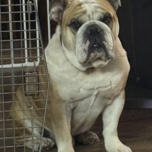 Enlarge Bentley, a Adoptable English Bulldog in Fishers, IN image 4/4