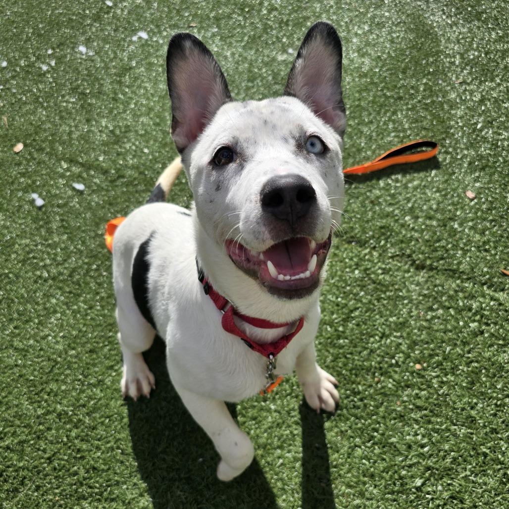 Dingo — thumbnail 2