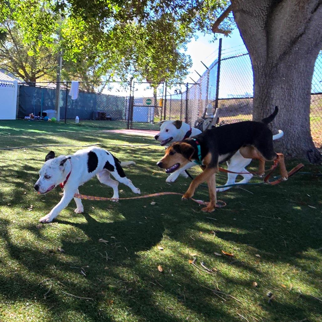 Dingo — thumbnail 3