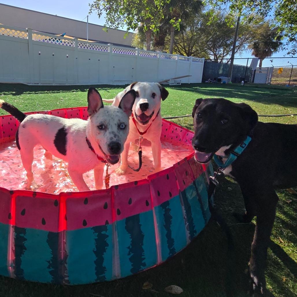 Dingo — thumbnail 4