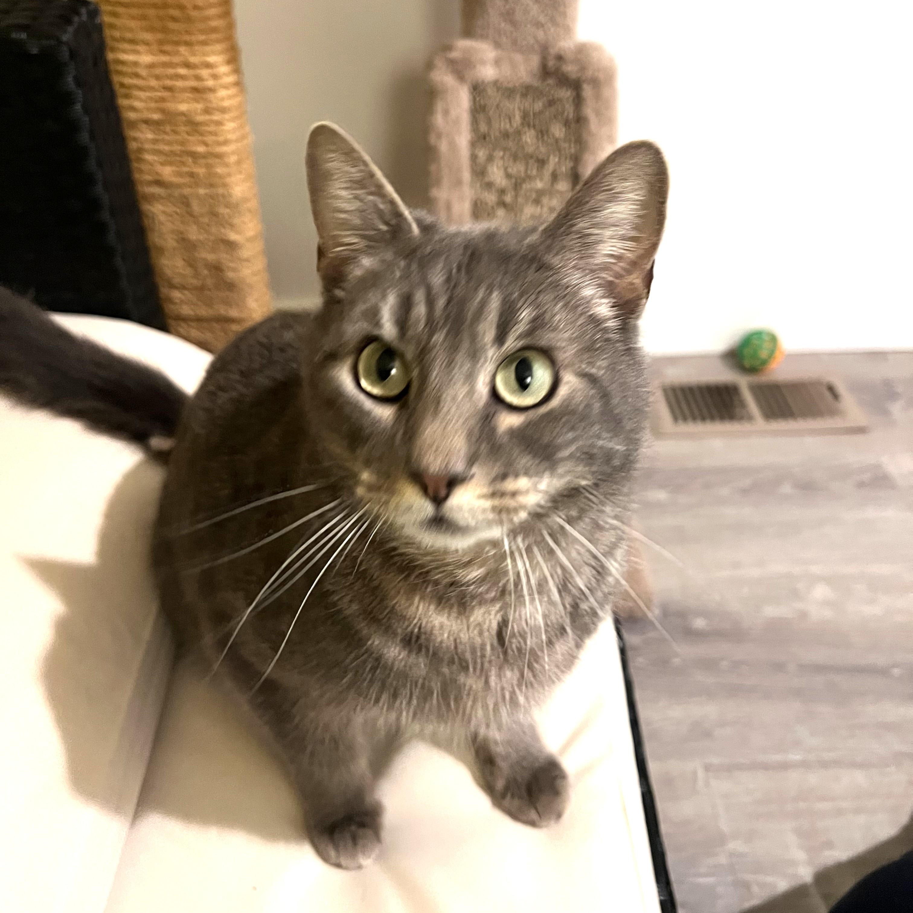 FERN-jan, ADOPTABLE, Adult Female Domestic Short Hair & Tabby.