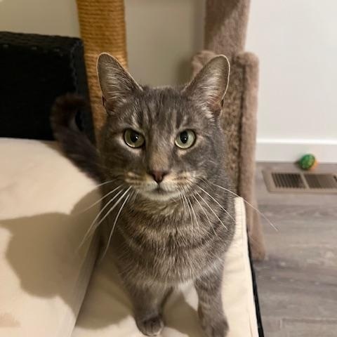 Enlarge FERN-jan, a ADOPTABLE mixed breed in Burlington, WA image 3/4