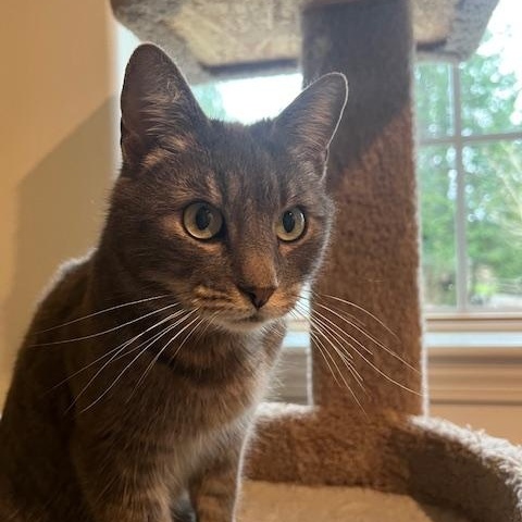 Enlarge FERN-jan, a ADOPTABLE mixed breed in Burlington, WA image 4/4