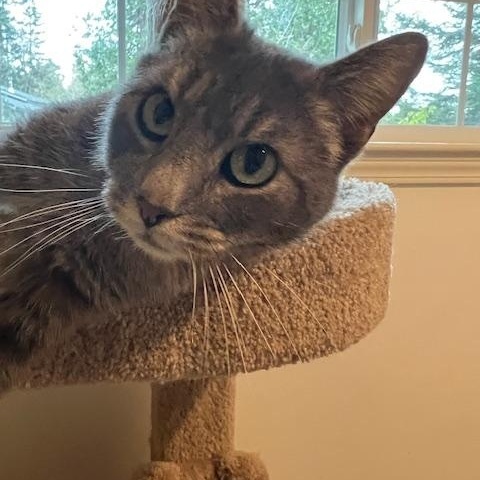 Enlarge FERN-jan, a ADOPTABLE mixed breed in Burlington, WA image 2/4