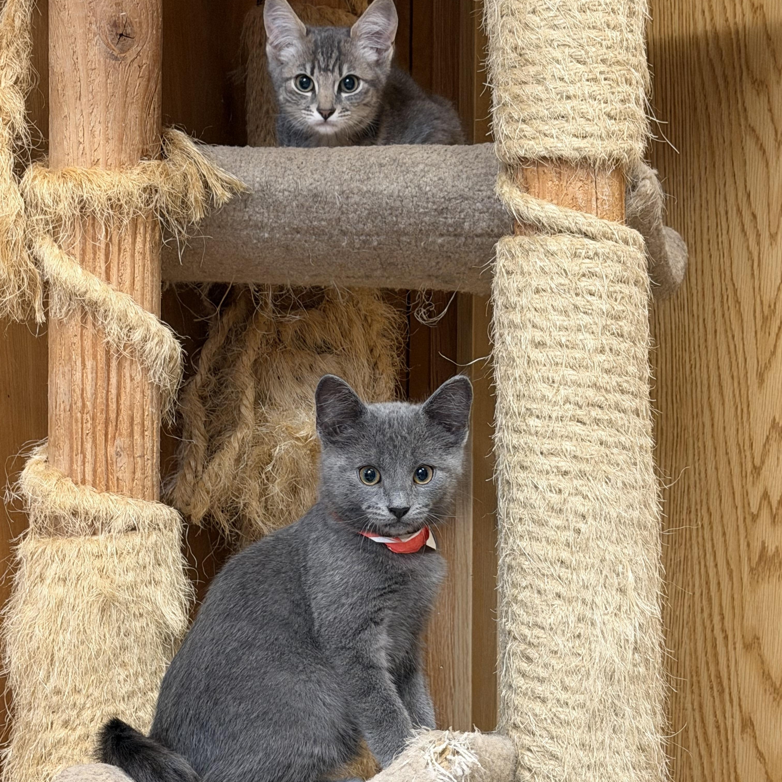 Enlarge Jasmine, a Adoptable Domestic Short Hair in Kent, WA image 2/3