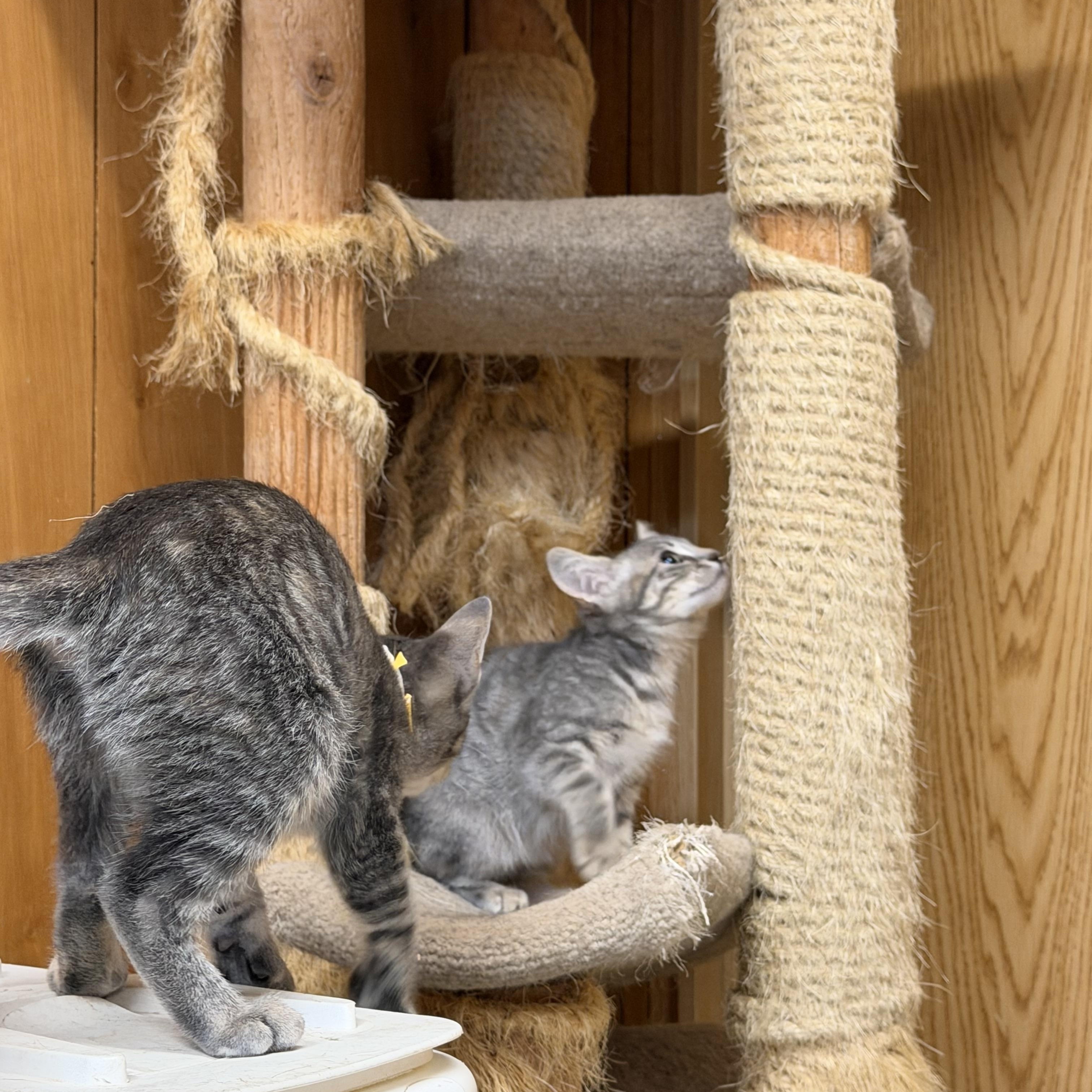 Enlarge Jasmine, a Adoptable Domestic Short Hair in Kent, WA image 3/3