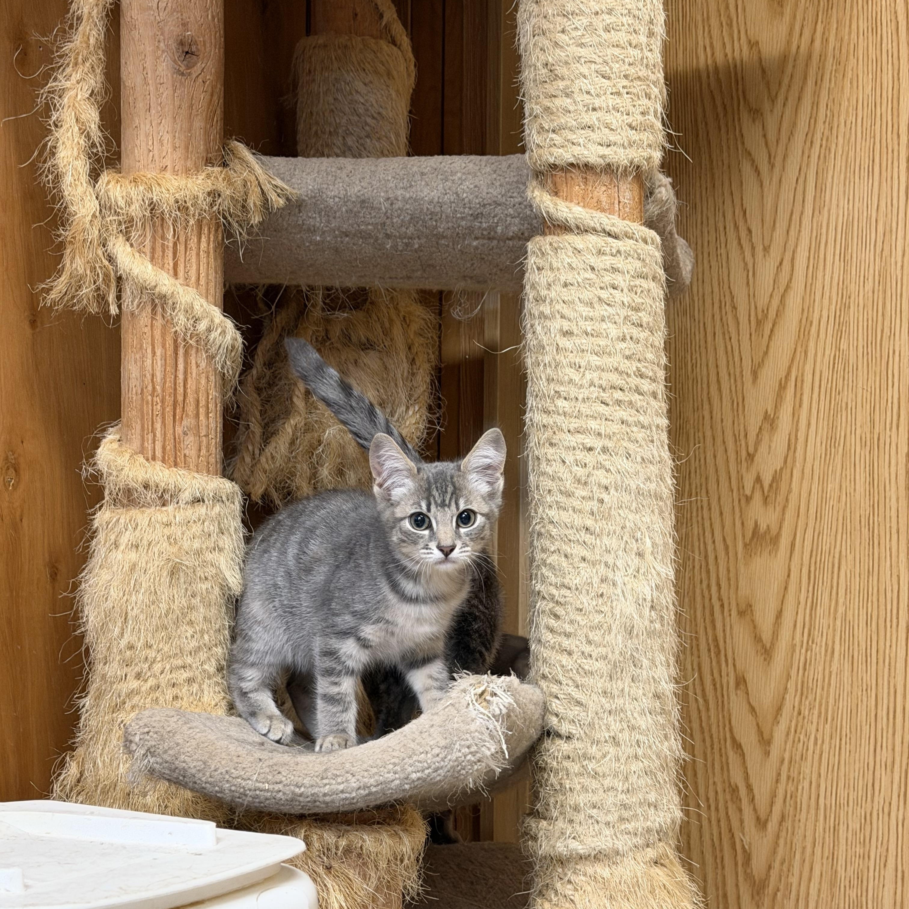Enlarge Jasmine, a Adoptable Domestic Short Hair in Kent, WA image 1/3